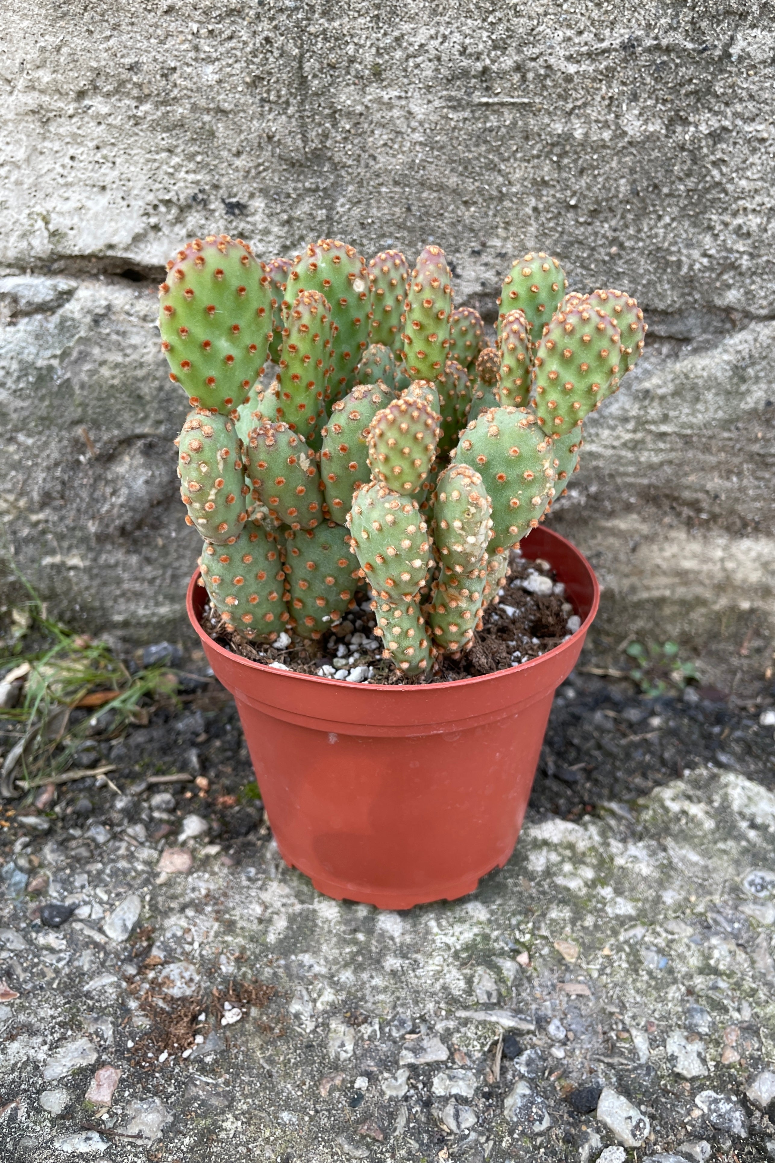 Opuntia cactus with round green body segments and orange yellow thorns.