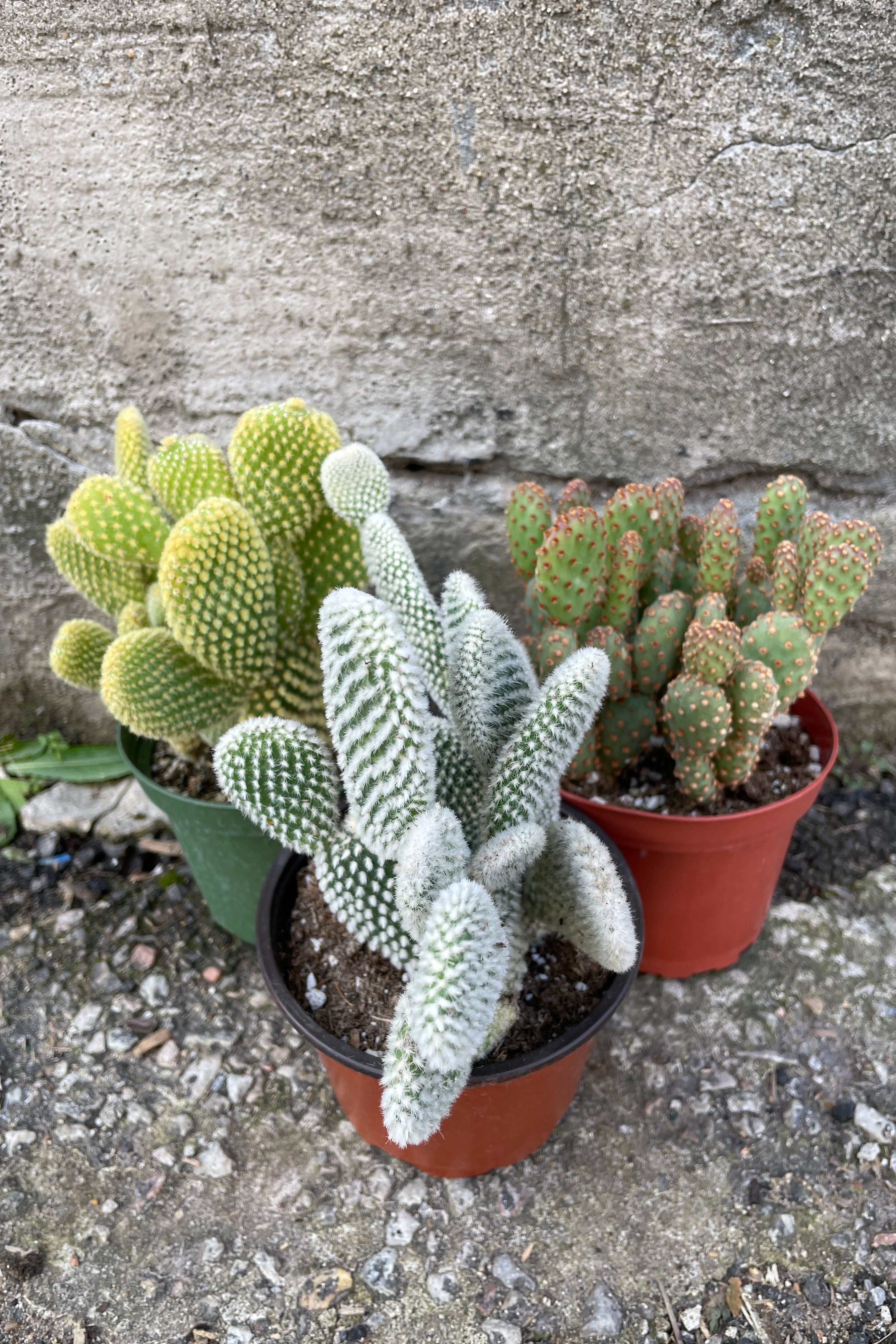 Group shot of Opuntia cactus in 4" growers pots