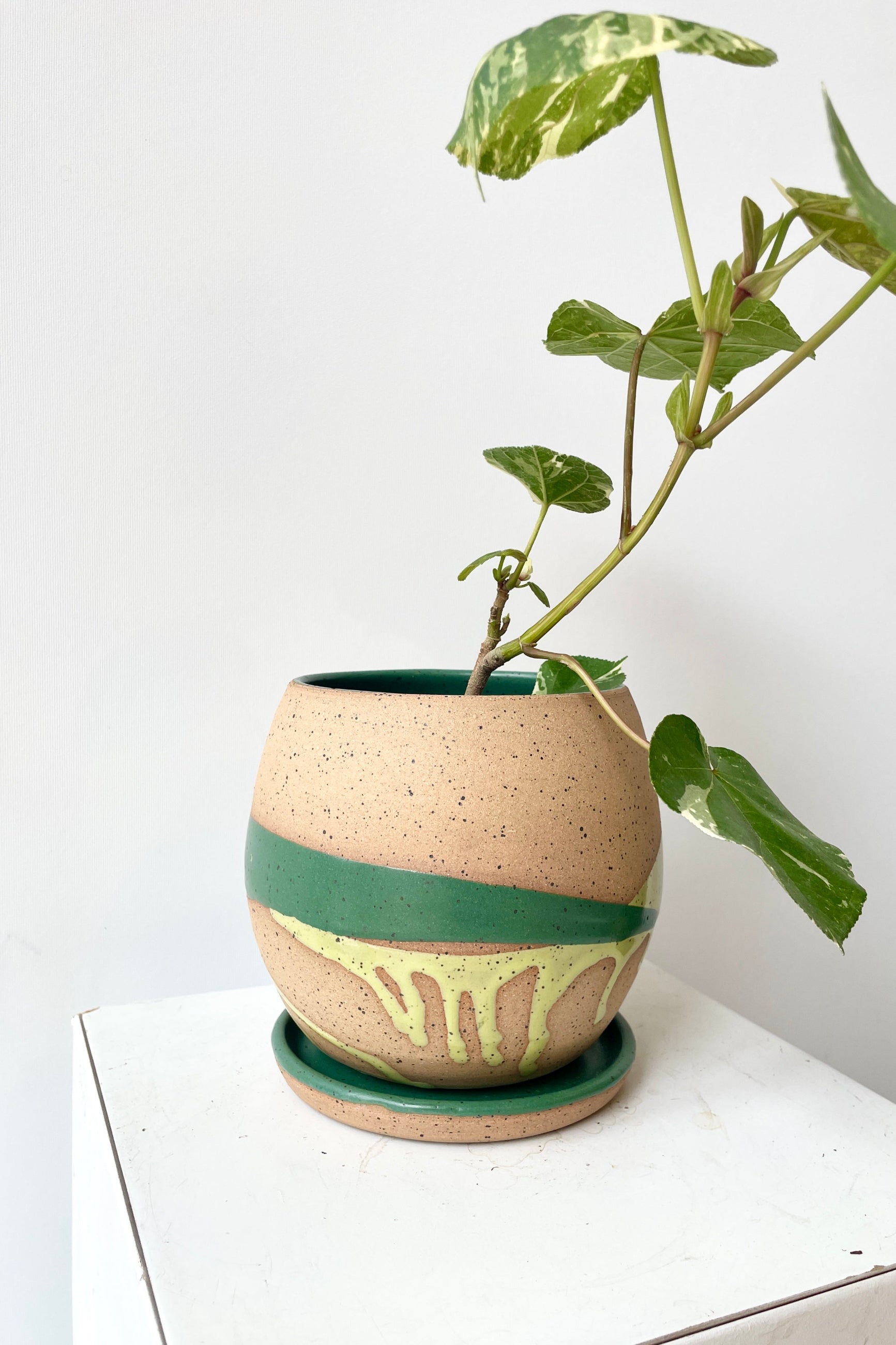 4.5" Green splash Orb Pot and saucer with a plant inside. ©Sprout Home