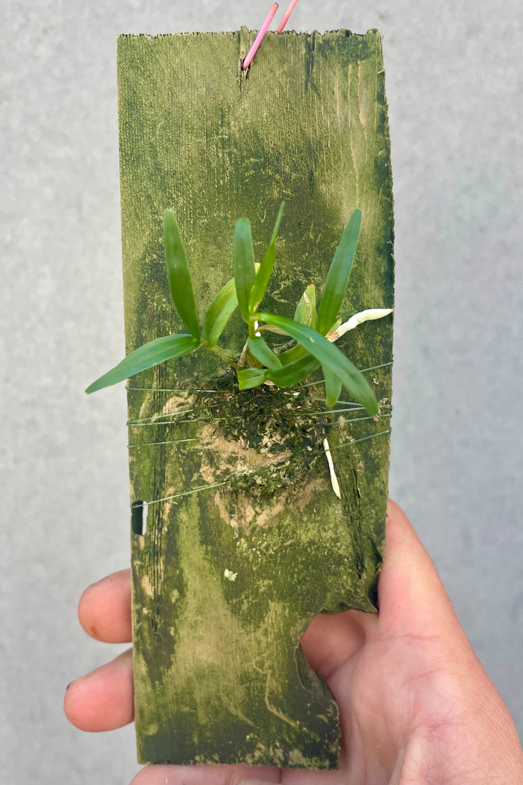 A miniature orchid mounted on a small wooden slab held in front of a gray wall ©Sprout Home