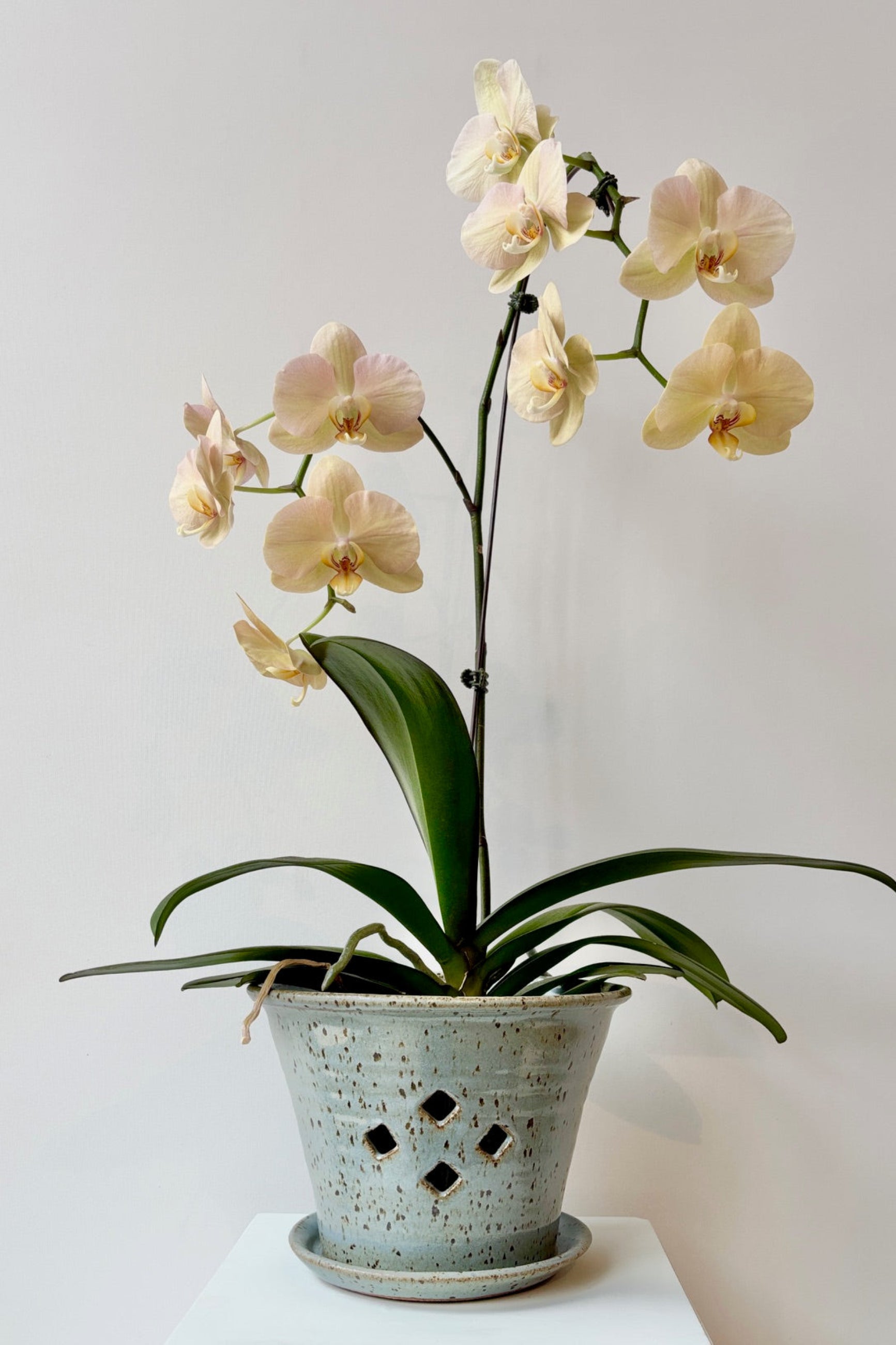 Glazed conflower 7" orchid pot displayed with yellow orchid against a white wall ©sprout home