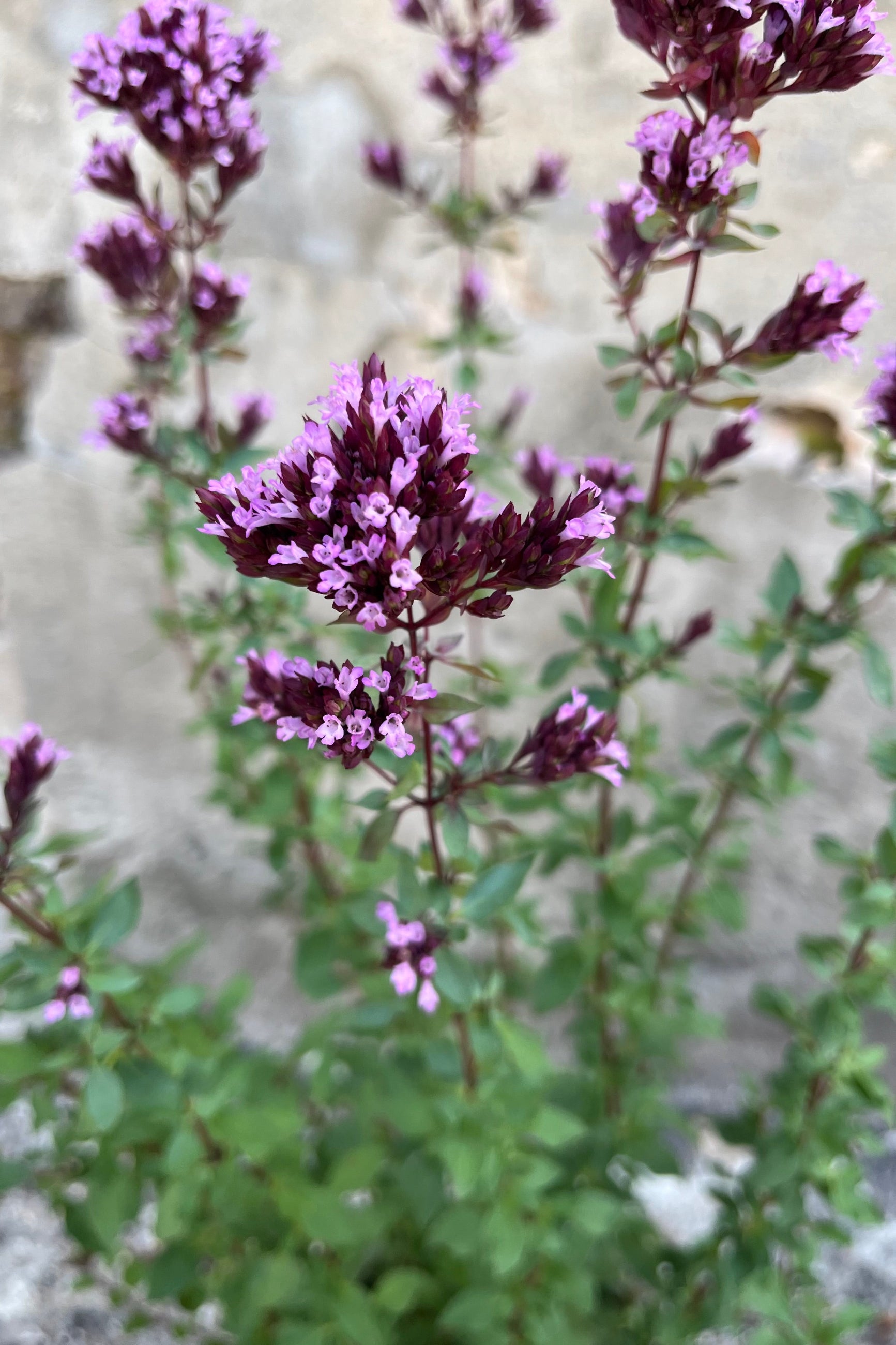 detail image of Origanum 'Herrenhausen', Oregano, showing tiny beautiful two tone flowers of light and dark pinky-purple ©Sprout Home