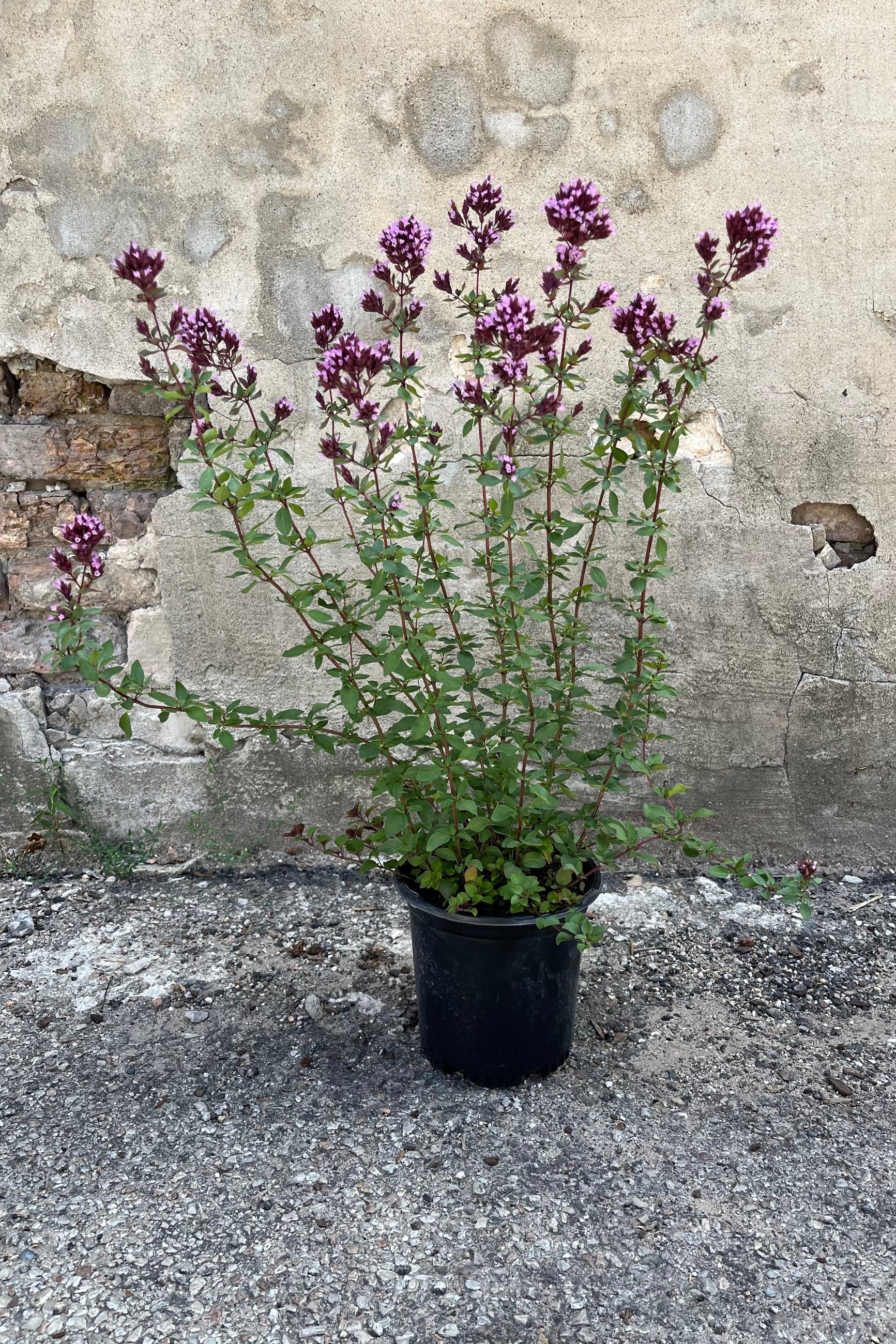Oregano 'Herrenhausen' in a #1 growers pot in bloom in mid-August, showing purple-pink flowers at the tips of deep green foliage ©Sprout Home