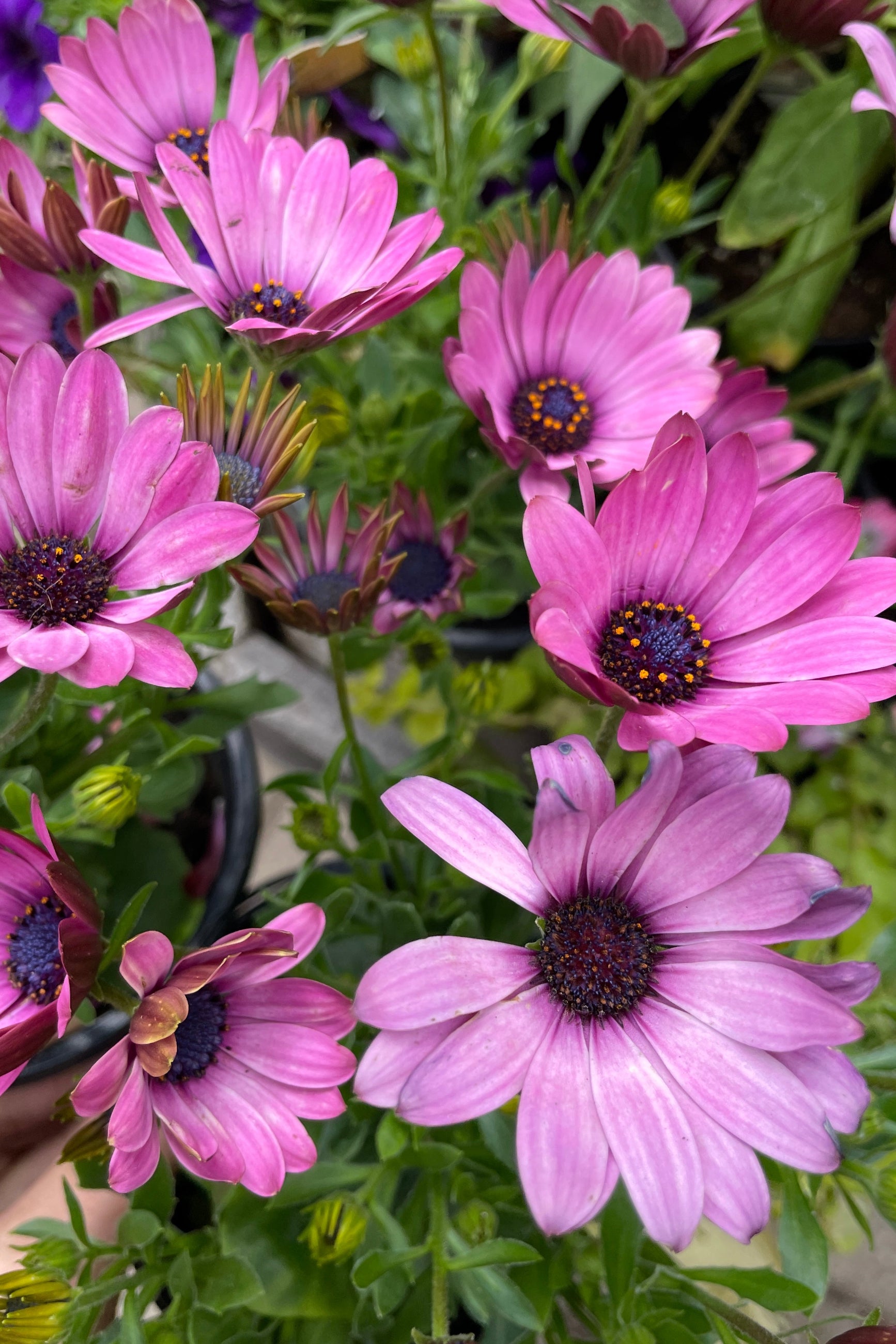 Osteospermum 'Margarita Dark Pink' annual in full bloom with light purple petals and an iridescent purple center. Images are used for general reference and inspiration only. The species, type, size, shape, bloom color/state and leaf color of each plant will vary. When we have available stock it does not mean that we have all colors and species.
This plant is not available for purchase online and availability varies. Please visit the store for purchase.