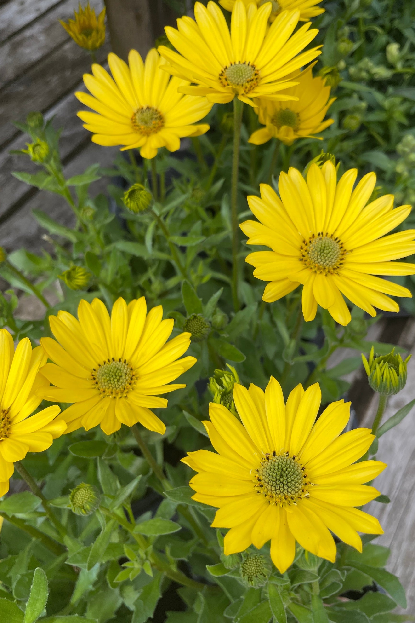 Osteospermum 'Margarita Yellow' annual with its bright yellow flowers the beginning of April in the Sprout Home yard. ©Sprout Home