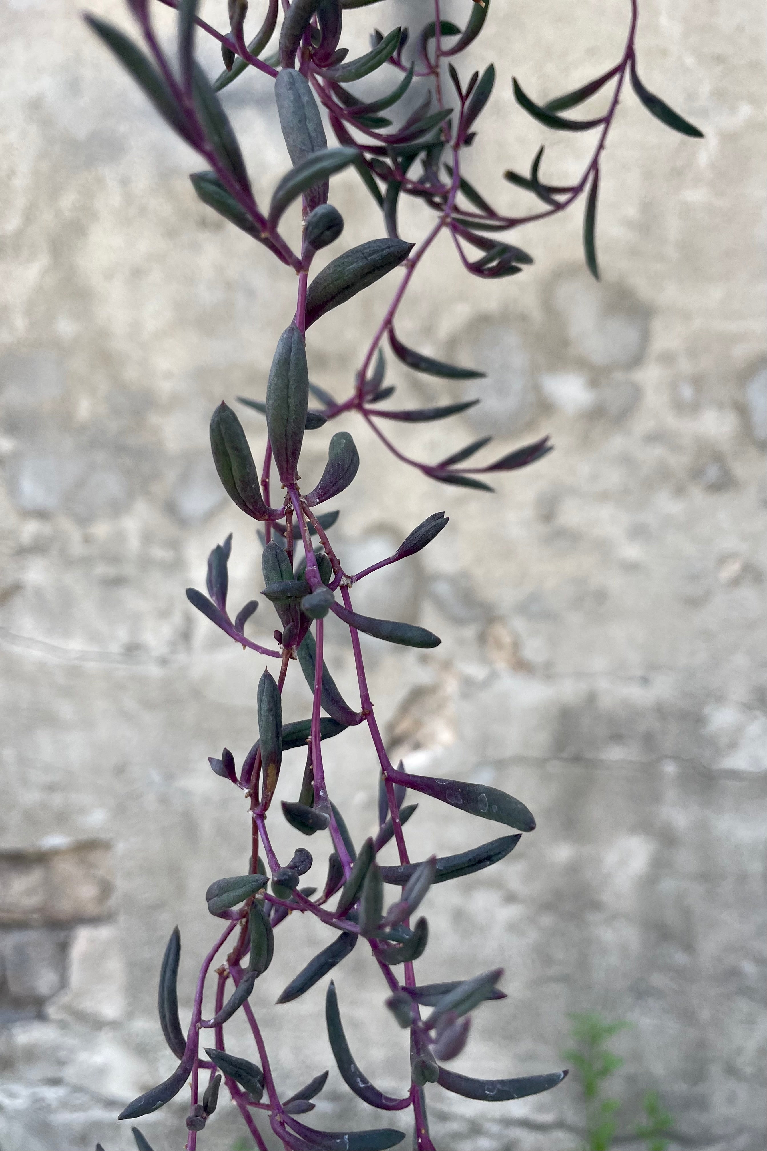 Close up photo of purple green succulent leaves of Othonna capensis Ruby Necklace Vine against a concrete wall.