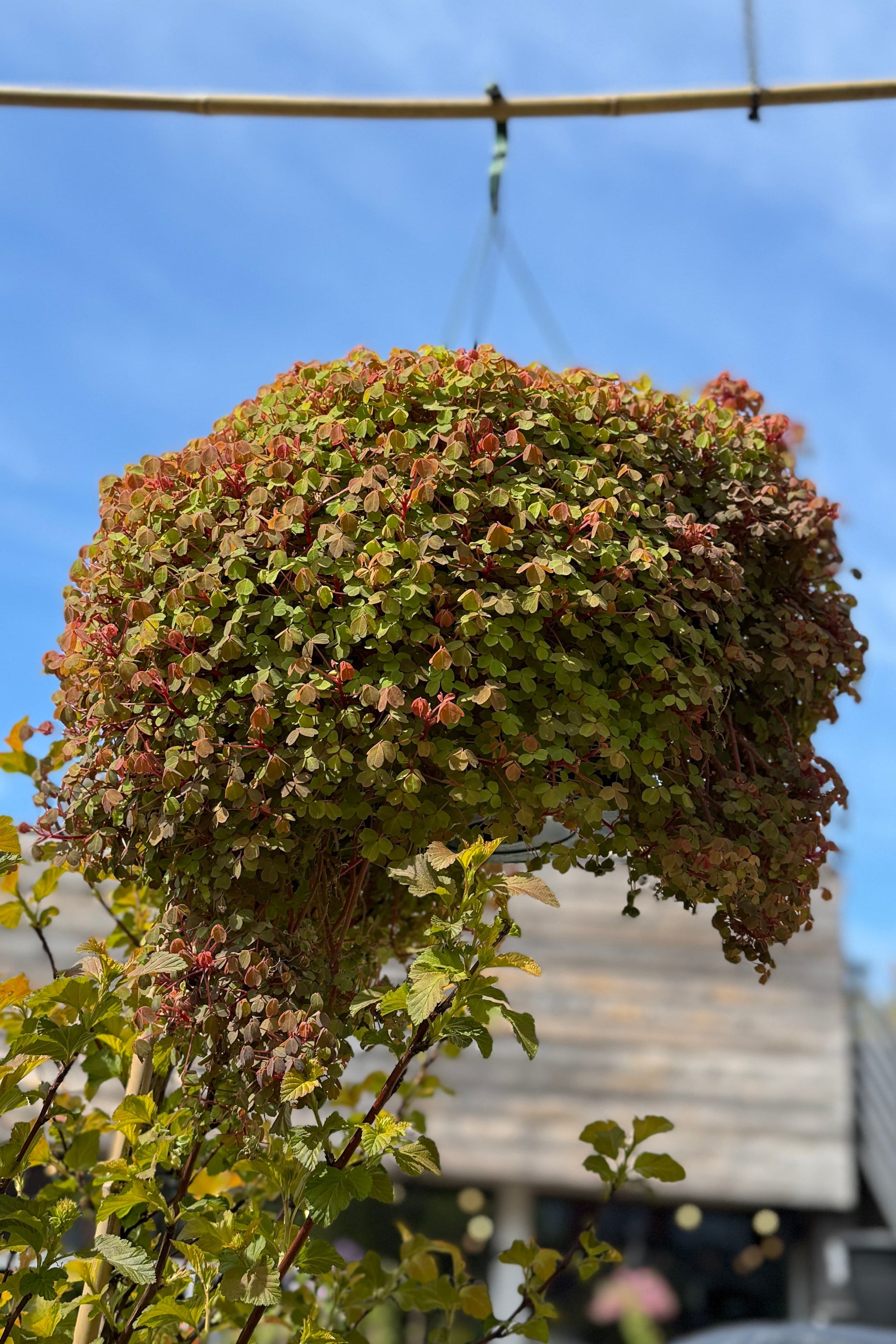 Oxalis 'Molten Lava' the beginning of May with its yellow to pink leaves and yellow flowers ©Sprout Home