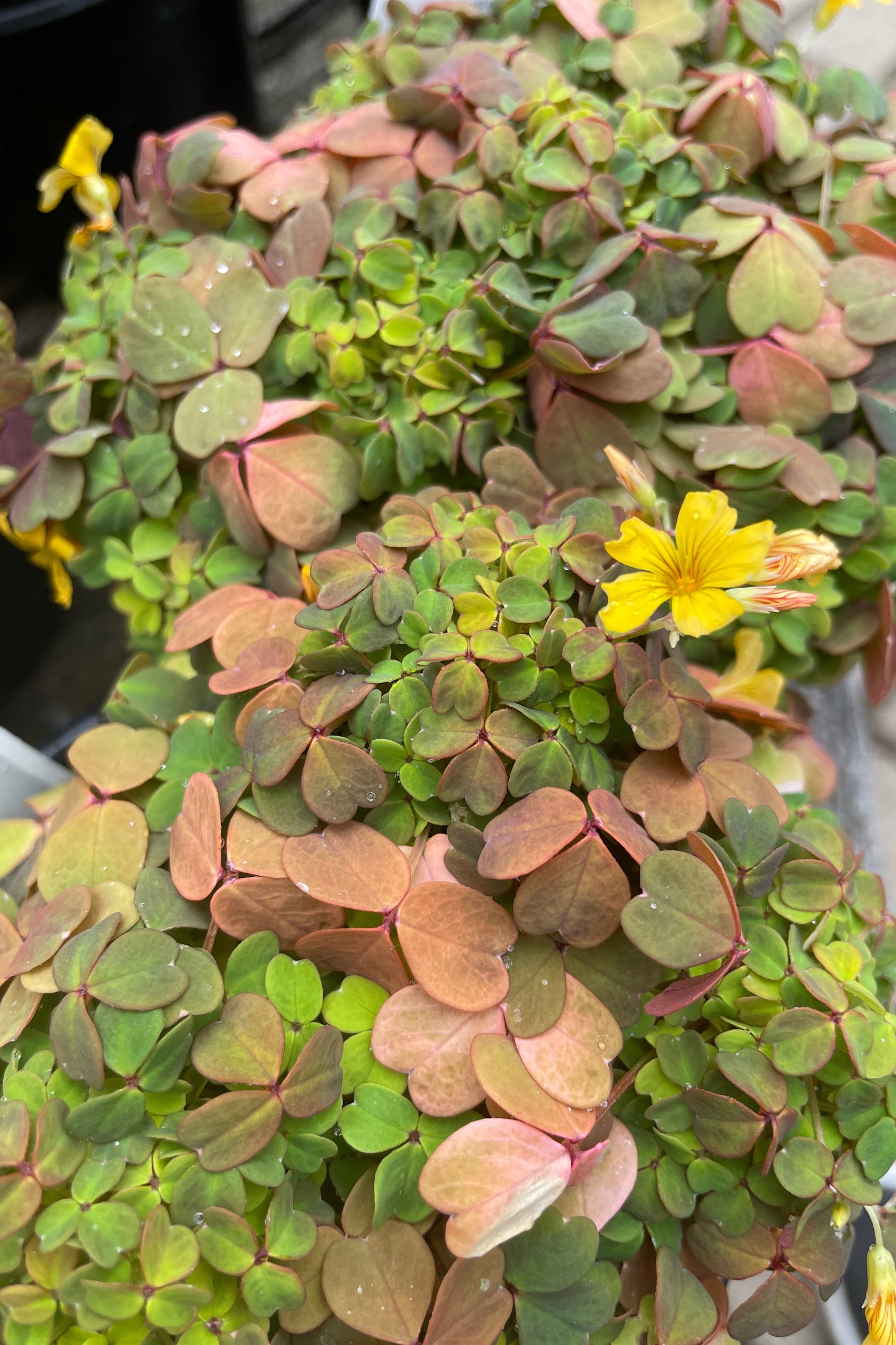 Detail of the shamrock looking leaves and yellow flowers of Oxalis 'Molten Lava' the middle of May up close. ©Sprout Home