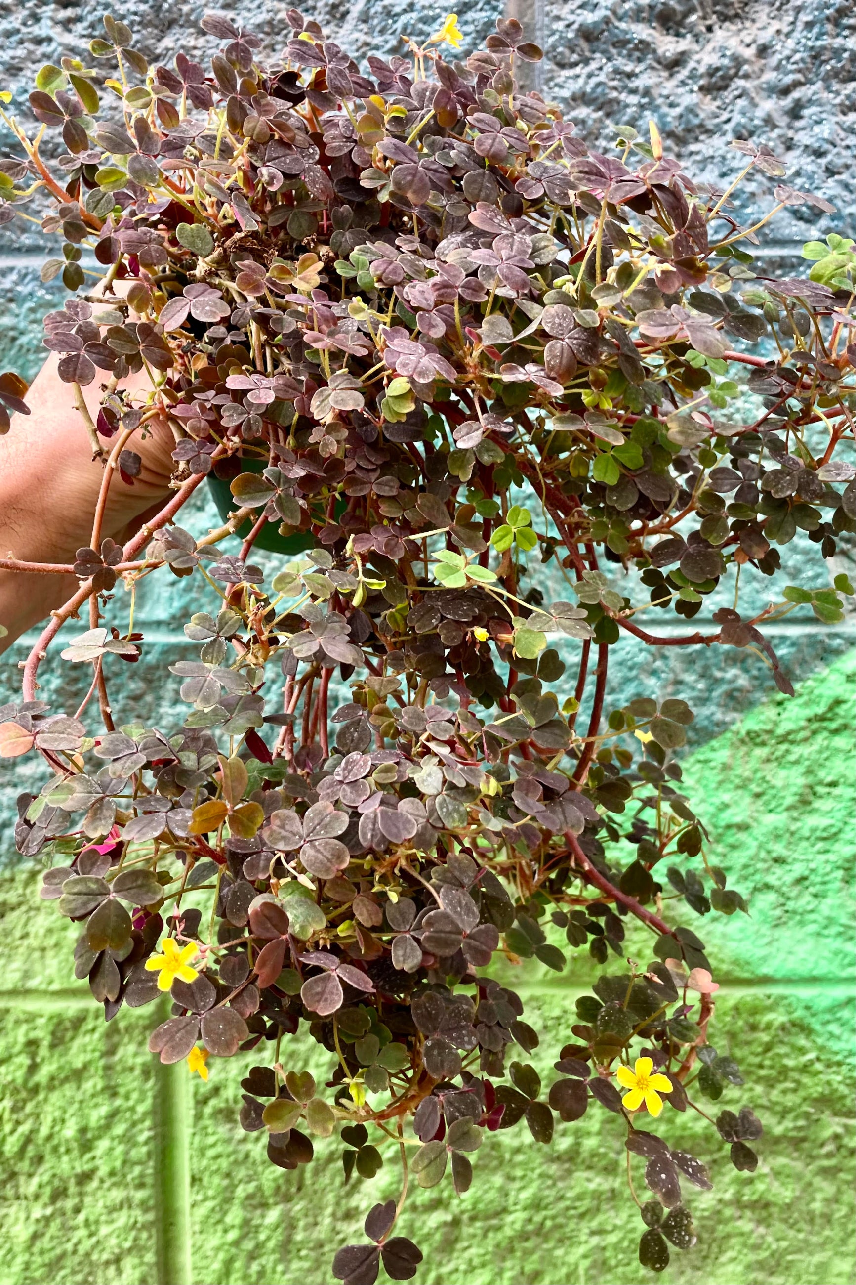 Oxalis vulcanicola 4