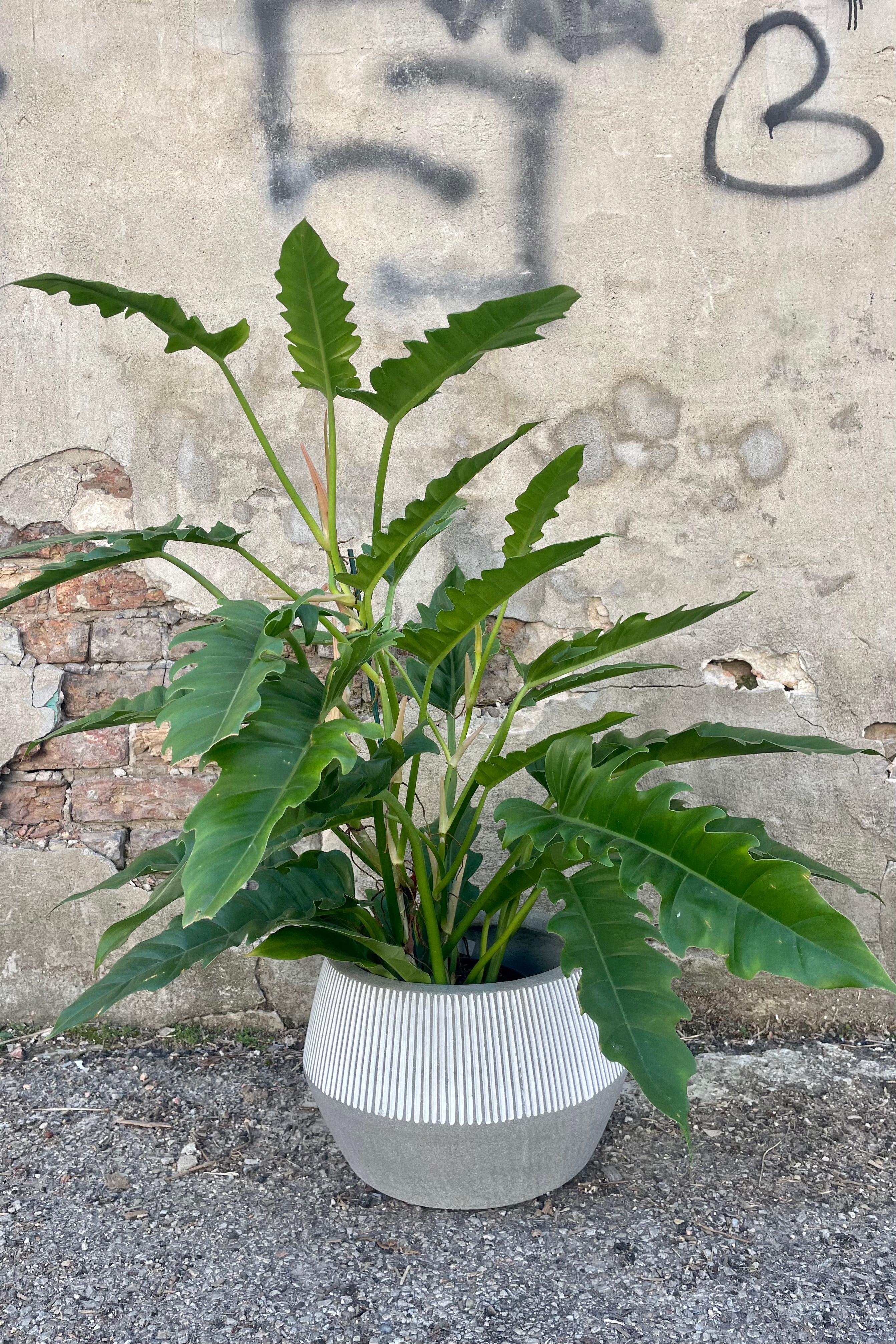 Photo of gray and white striped Harley Low Pot against a cement wall with a Philodendron plant.