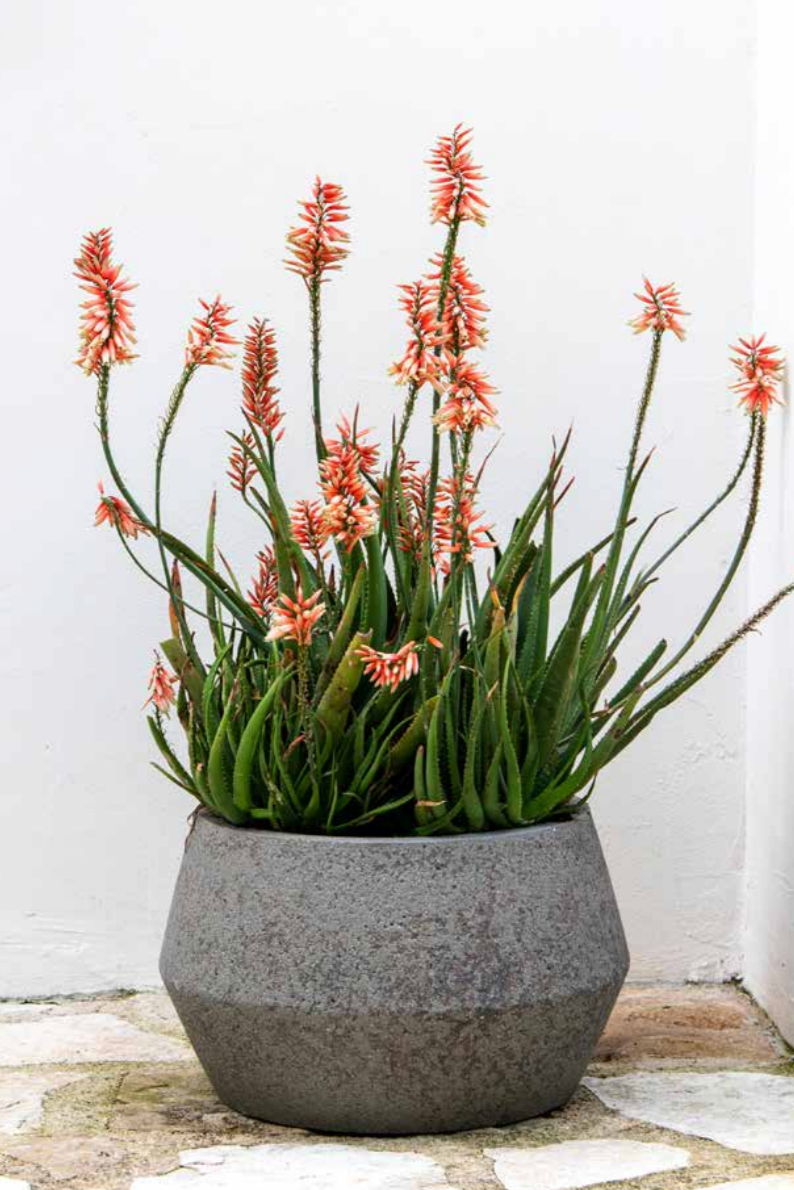 Photo of a flowering aloe plant in a tapered gray pot. The stone pot has angled sides and is called a Harley Low Pot. Diorite Grey color shown in front of a white wall. ©Sprout Home