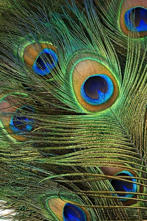 A group of peacock tail feathers on a white background ©Zucker Feather Products