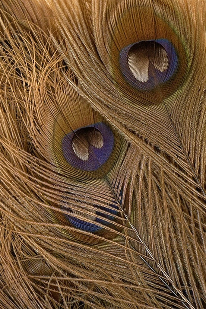 Photo of golden peacock feathers with a white background ©Zucker Feather Products