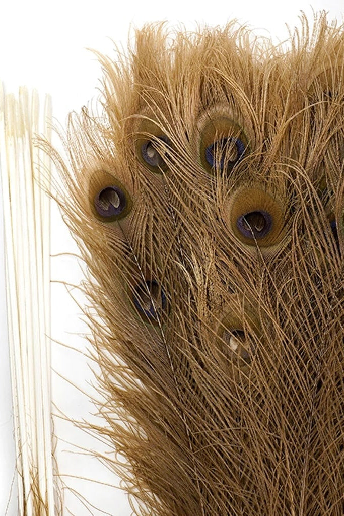 Photo of golden peacock feathers with a white background ©Zucker Feather Products