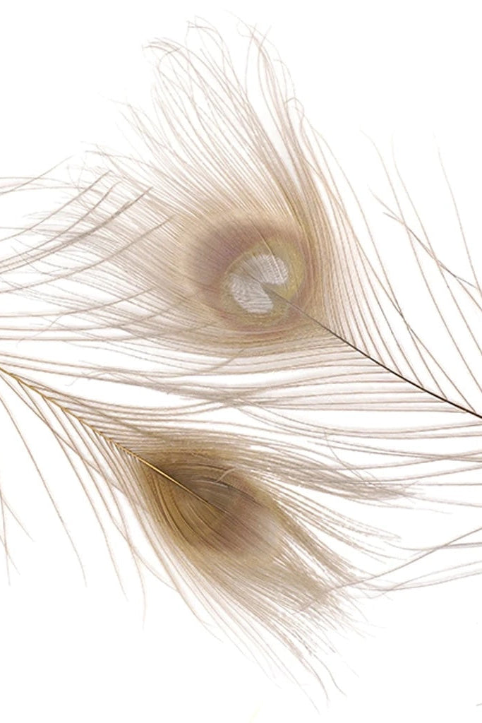 A photo of gold and pale purple dyed peacock tail feathers ©Zucker Feather Products