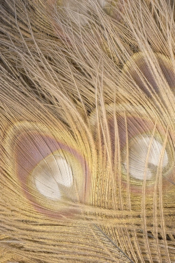 A close photo of dyed peacock tail feathers with colors of gold and pale purple ©Zucker Feather Products