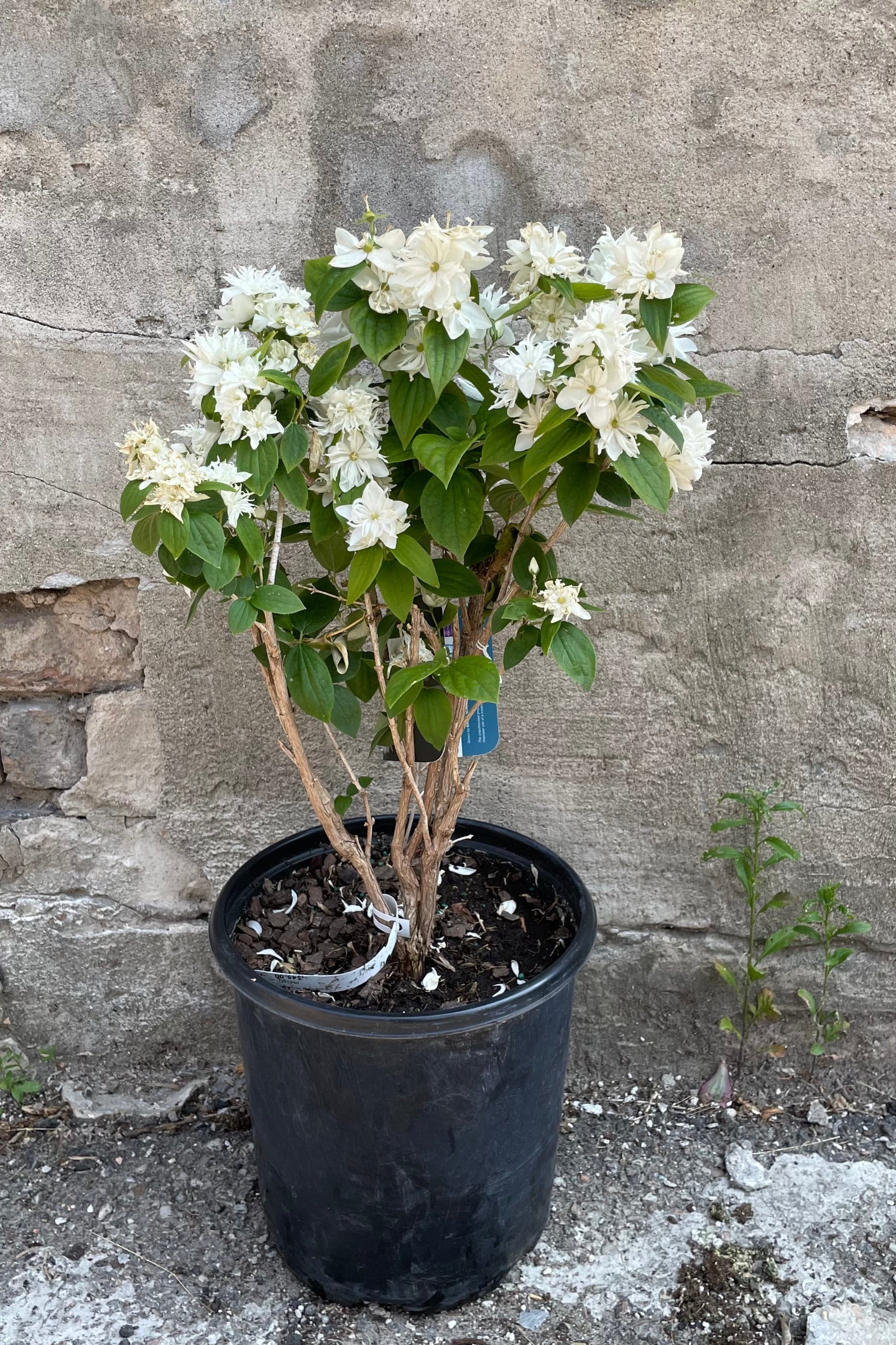 Philadelphus 'Miniature Snowflake' in a #2 growers pot the beginning of June covered in white flowers. ©Sprout Home