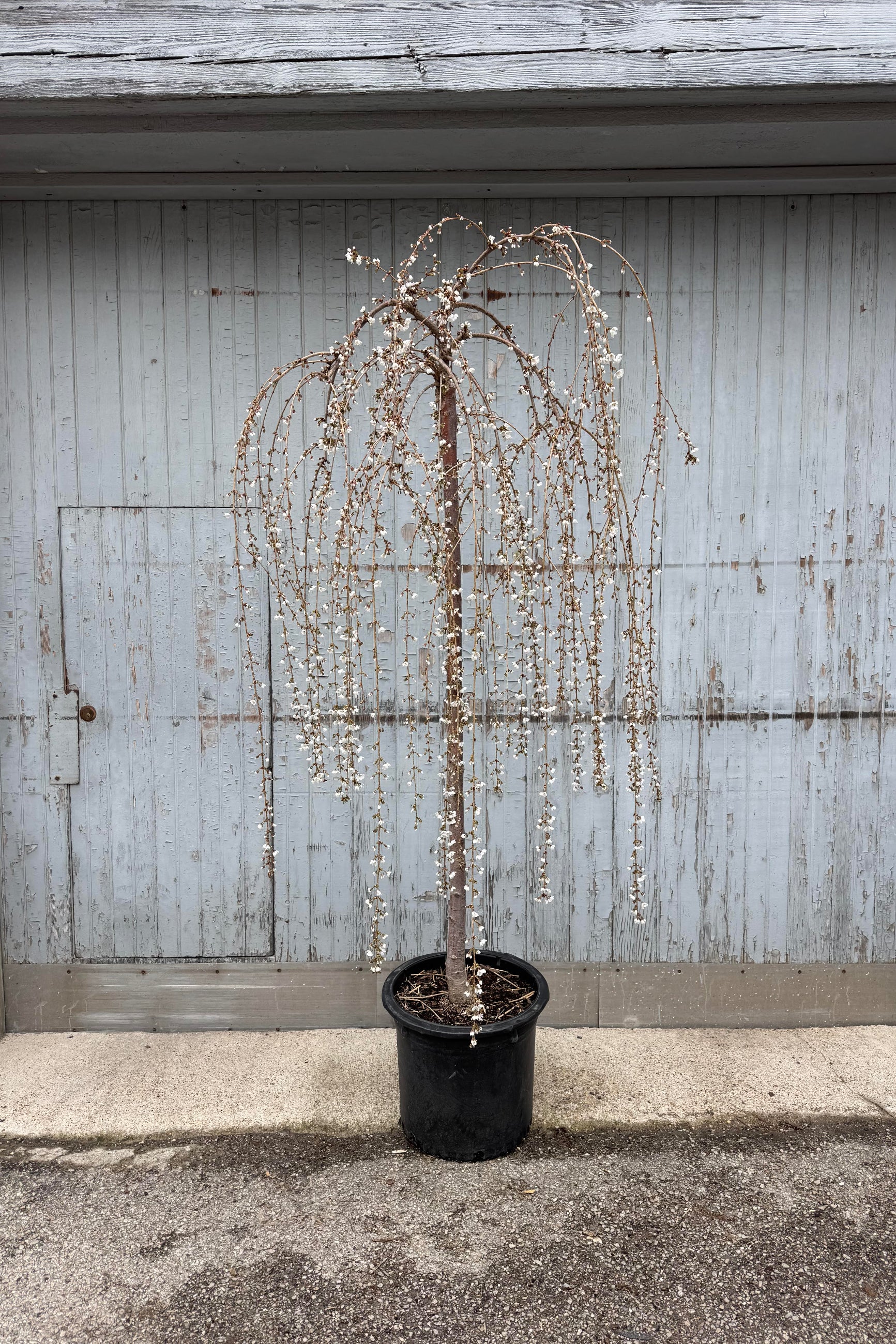 Prunus 'Snow Fountains' weeping tree in a #10 growers pot blooming white ©Sprout Home