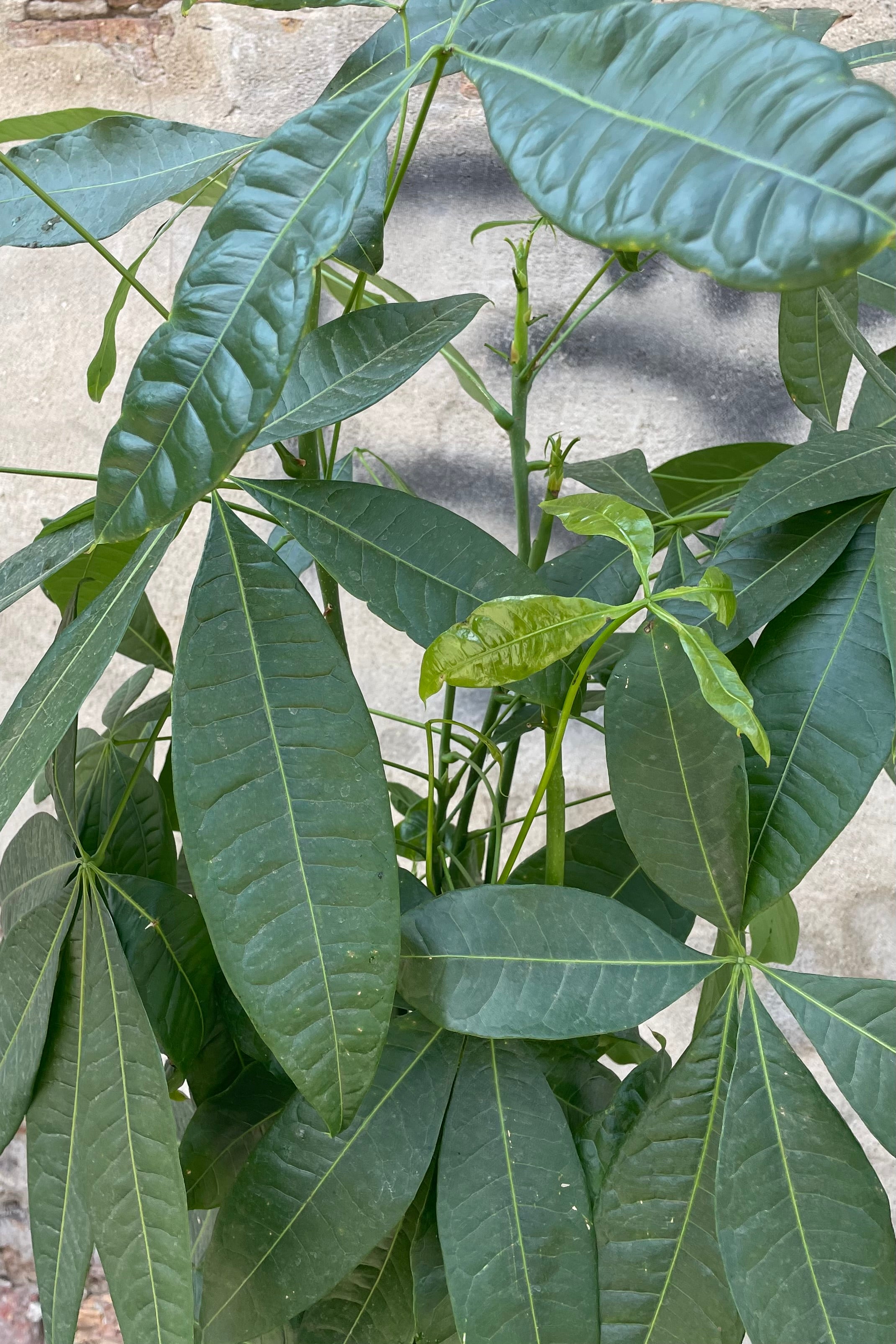 Pachira "Money Tree" detail with its ovate green leaves.