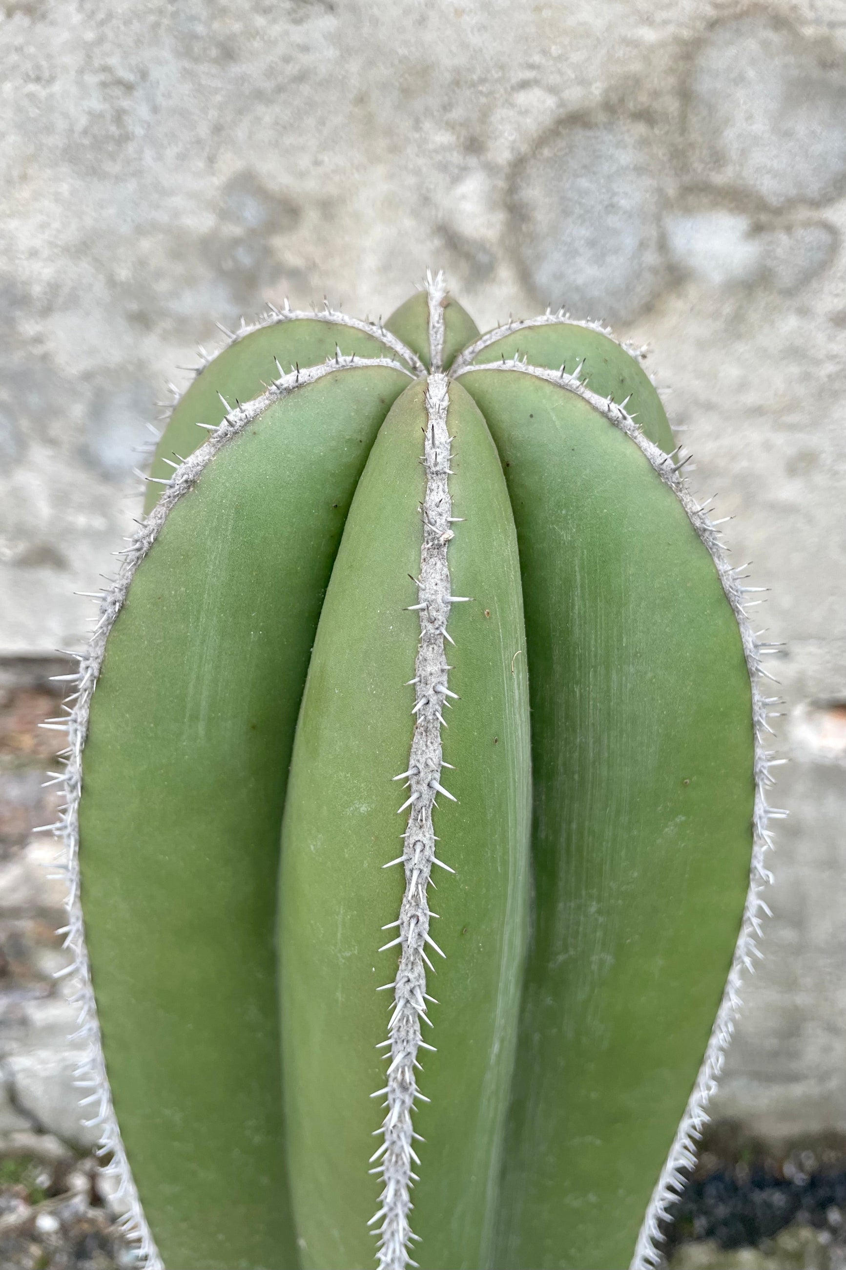 Close photo of ribbed stem and small gray spines of Pachycereus marginatus "fence post" cactus against a concrete wall. ©Sprout Home