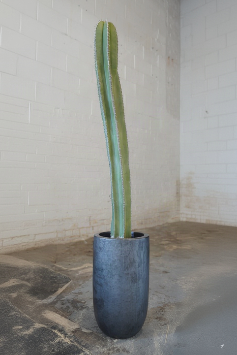 A tall narrow black pot with a single column of a Pachycereus "Fence post" cactus ©Installation view of VERDE at Secrist Beach SATELLITE