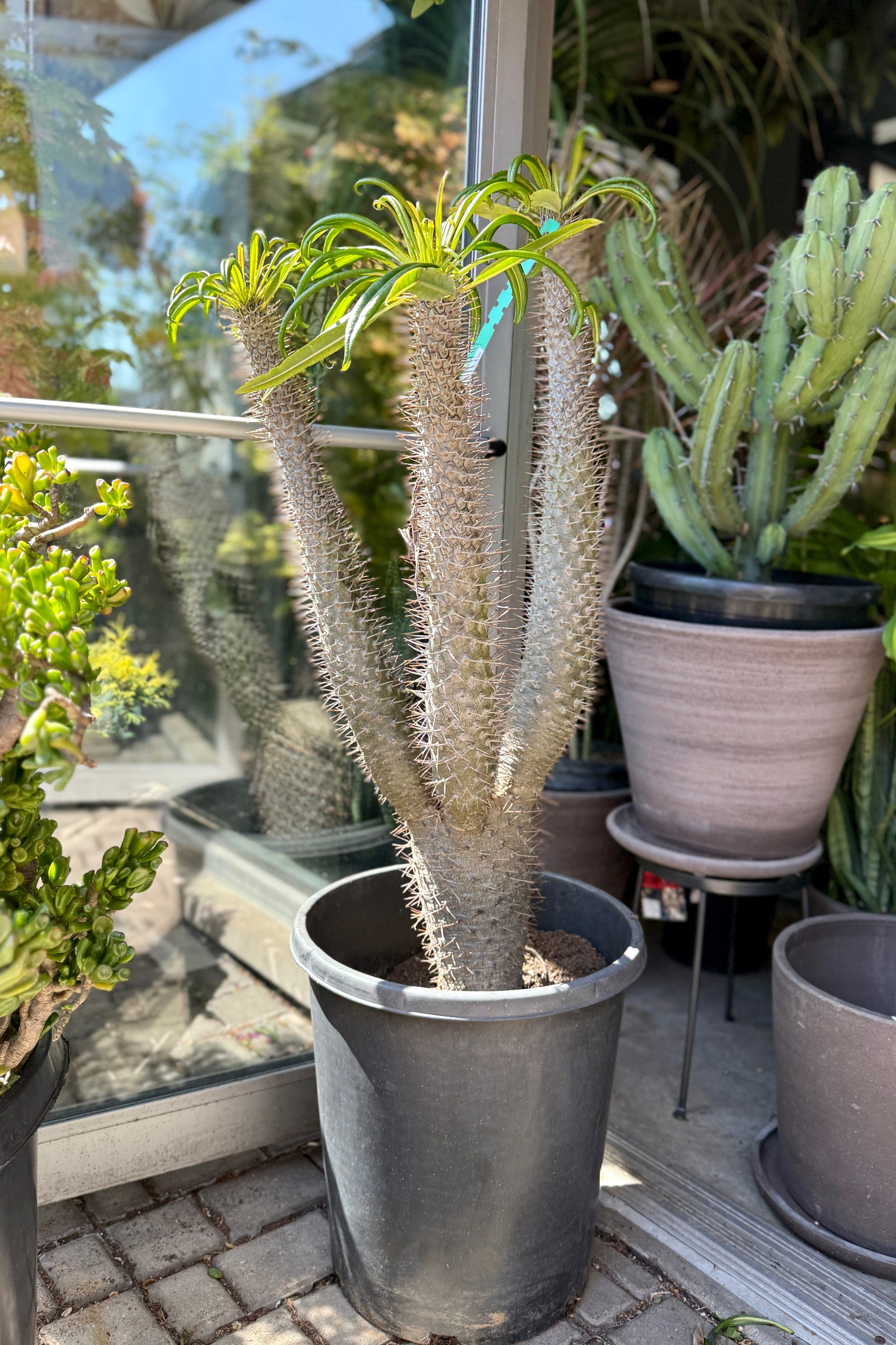 Pachypodium sp. in a 15g pot with the leaves and thorny stalk ©Sprout Home