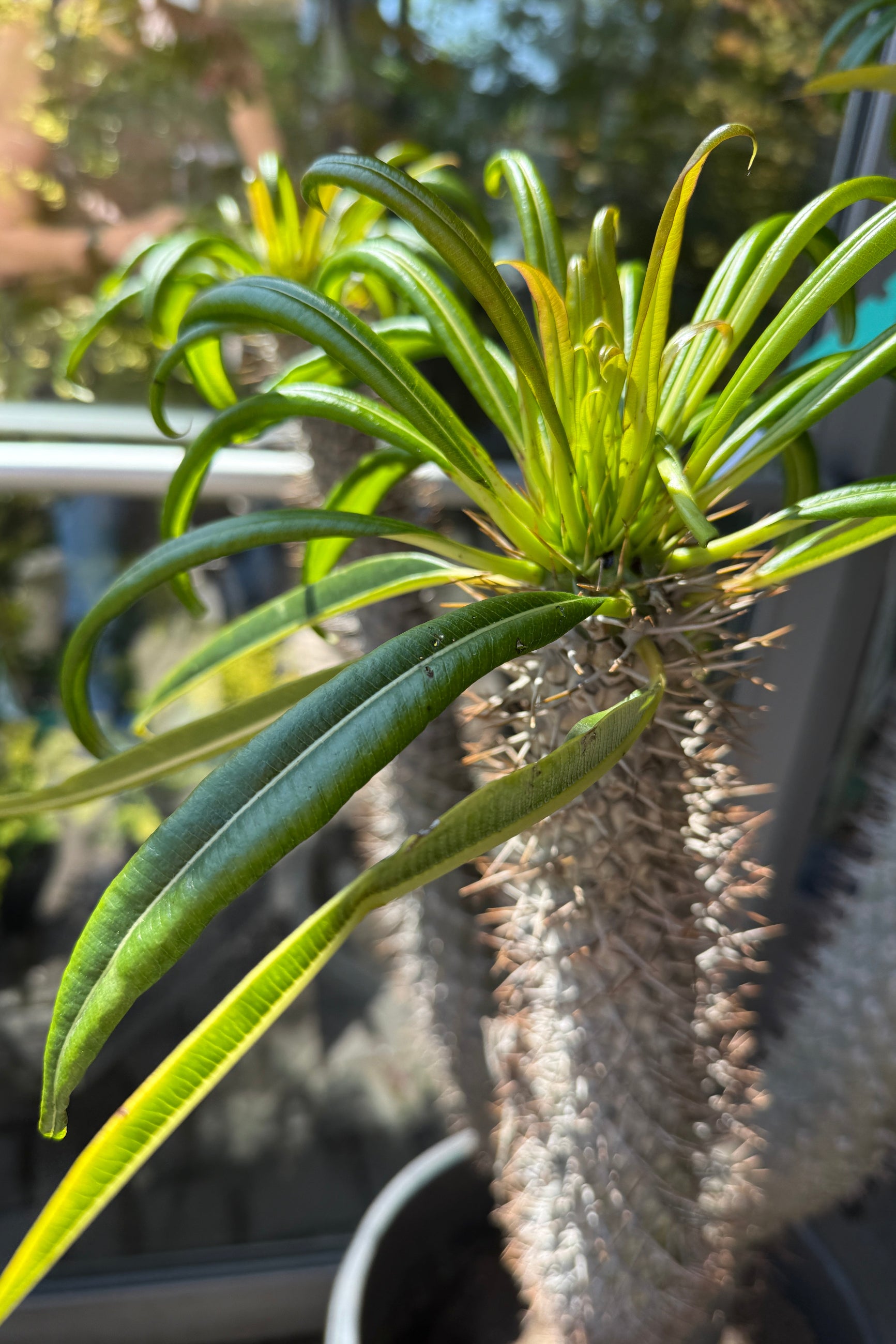 Pachypodium sp. detail with the leaves and thorny stalk ©Sprout Home