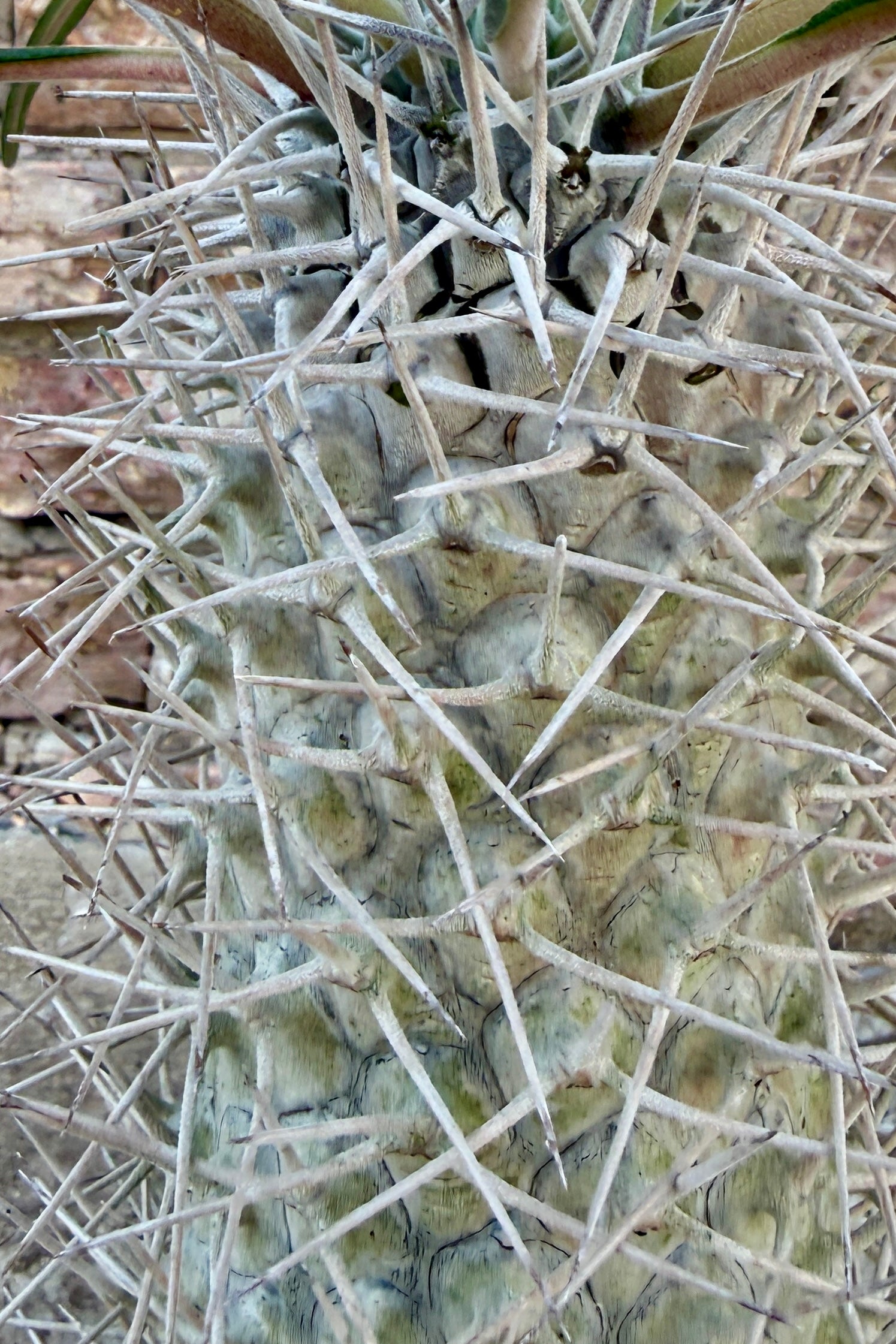 Close-up of a Pachypodium geayi with thorny and textured surface ©Sprout Home