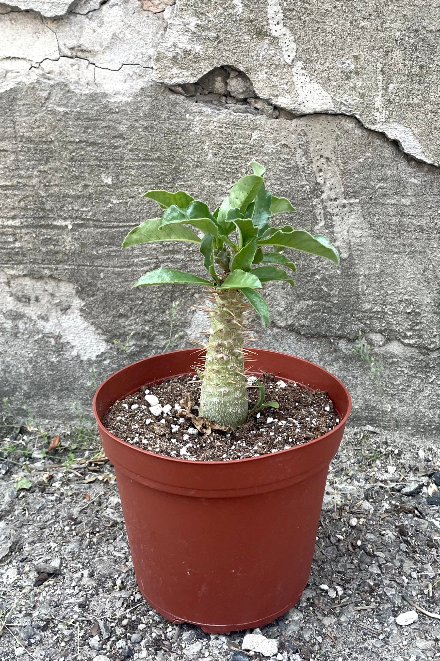A full view of Pachypodium saundersii 6" in grow pot against concrete backdrop ©Sprout Home