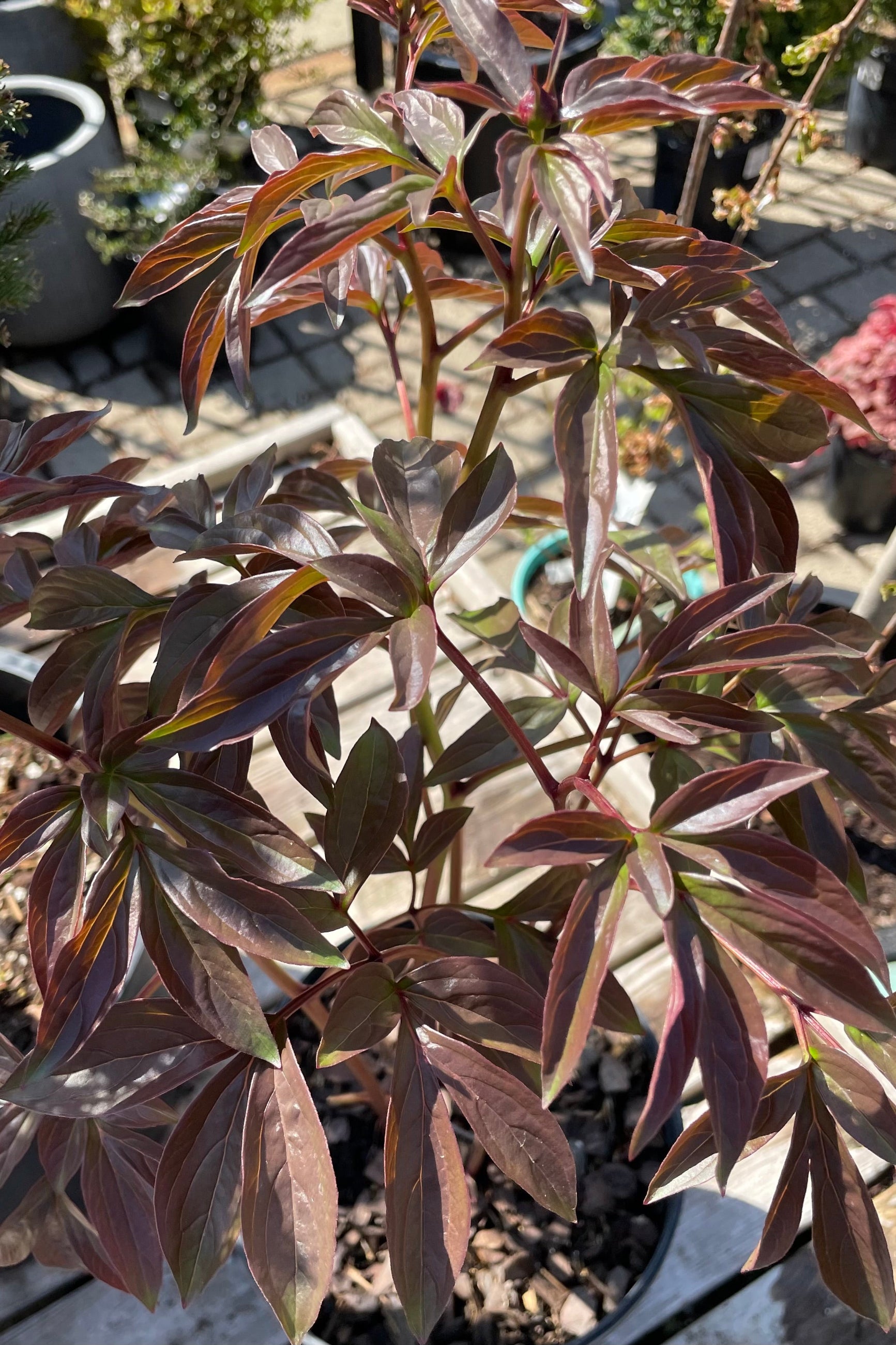Close up shot of the green with some burgundy on the leaves of the Paeonia 'Sarah Bernhardt' before setting bud the beginning of May. ©Sprout Home