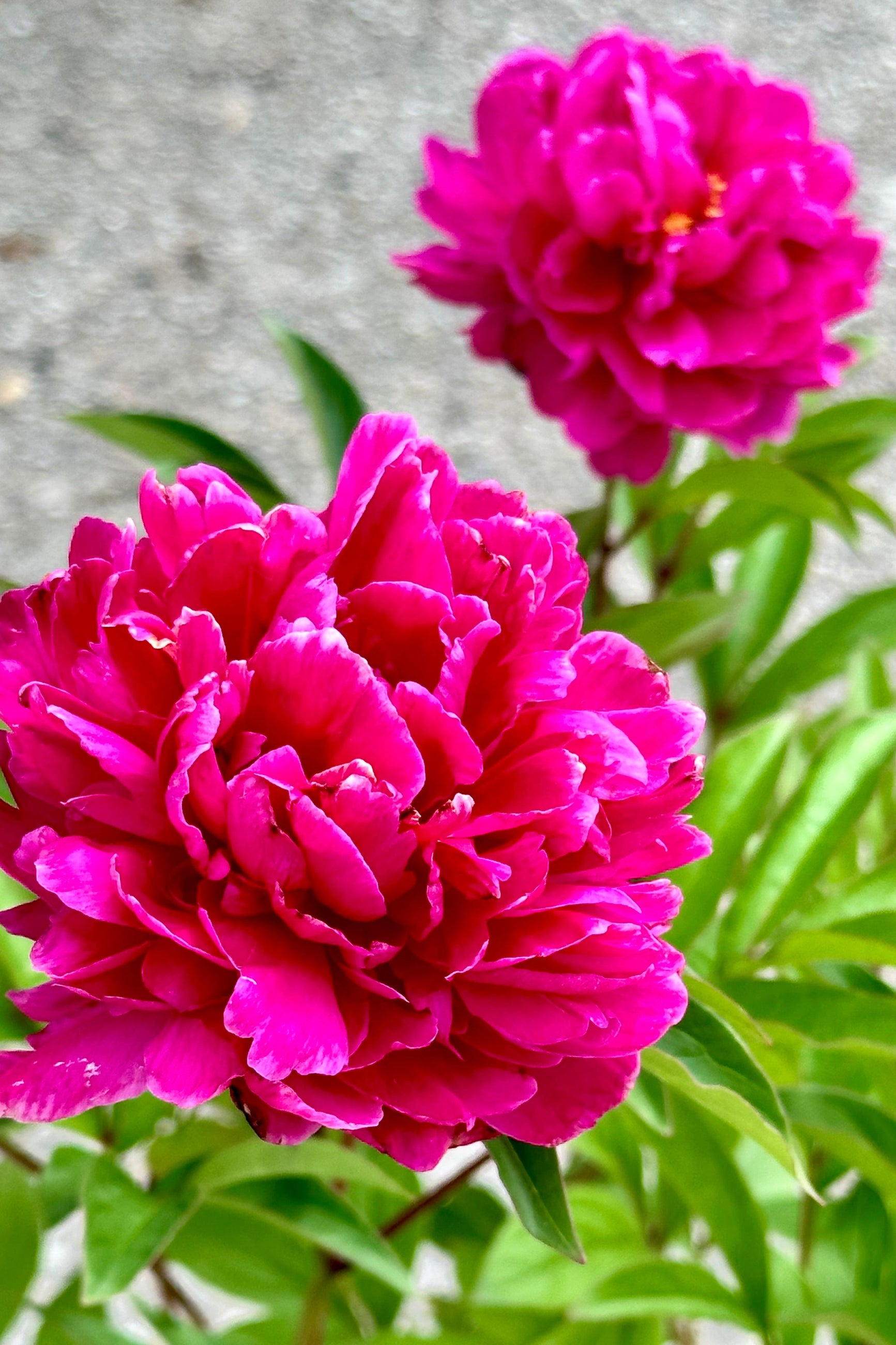 The huge open fuchsia blooms of the Paeonia 'Bunker Hill' mid may at Sprout Home. ©Sprout Home