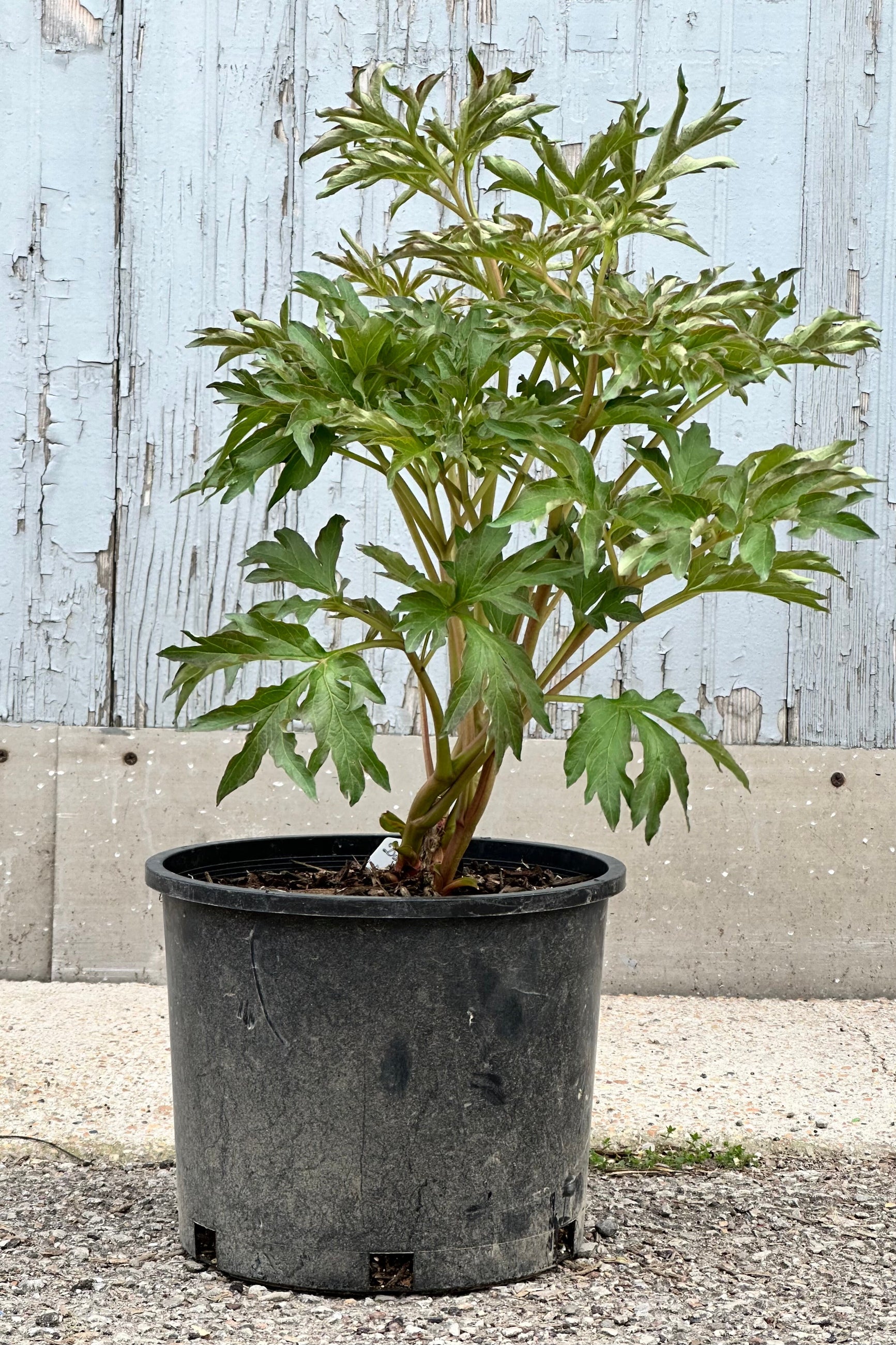 The Duchesse de Lorraine Itoh Peony in a #3 growers pot at the end of April with its dark green frilly leaves before setting bud. ©Sprout Home