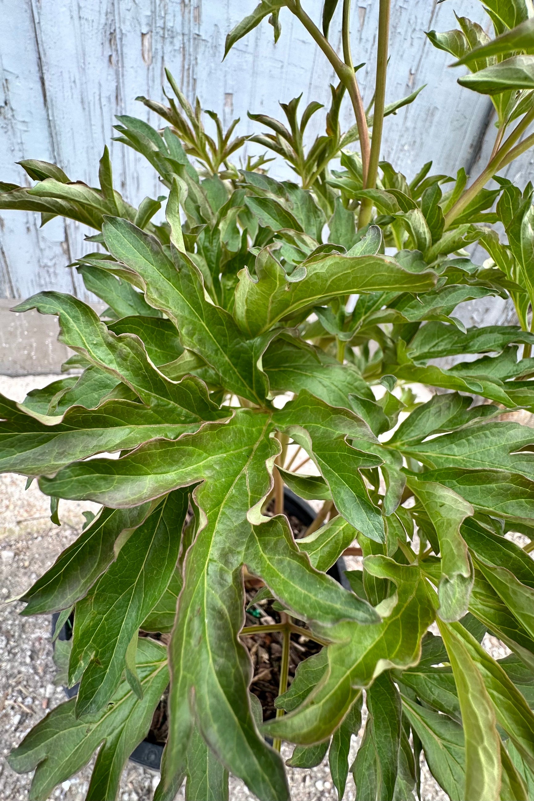 Paeonia x 'Duchesse de Lorraine' Itoh Peony the end of April looking down on the leaves before flowering. ©Sprout Home
