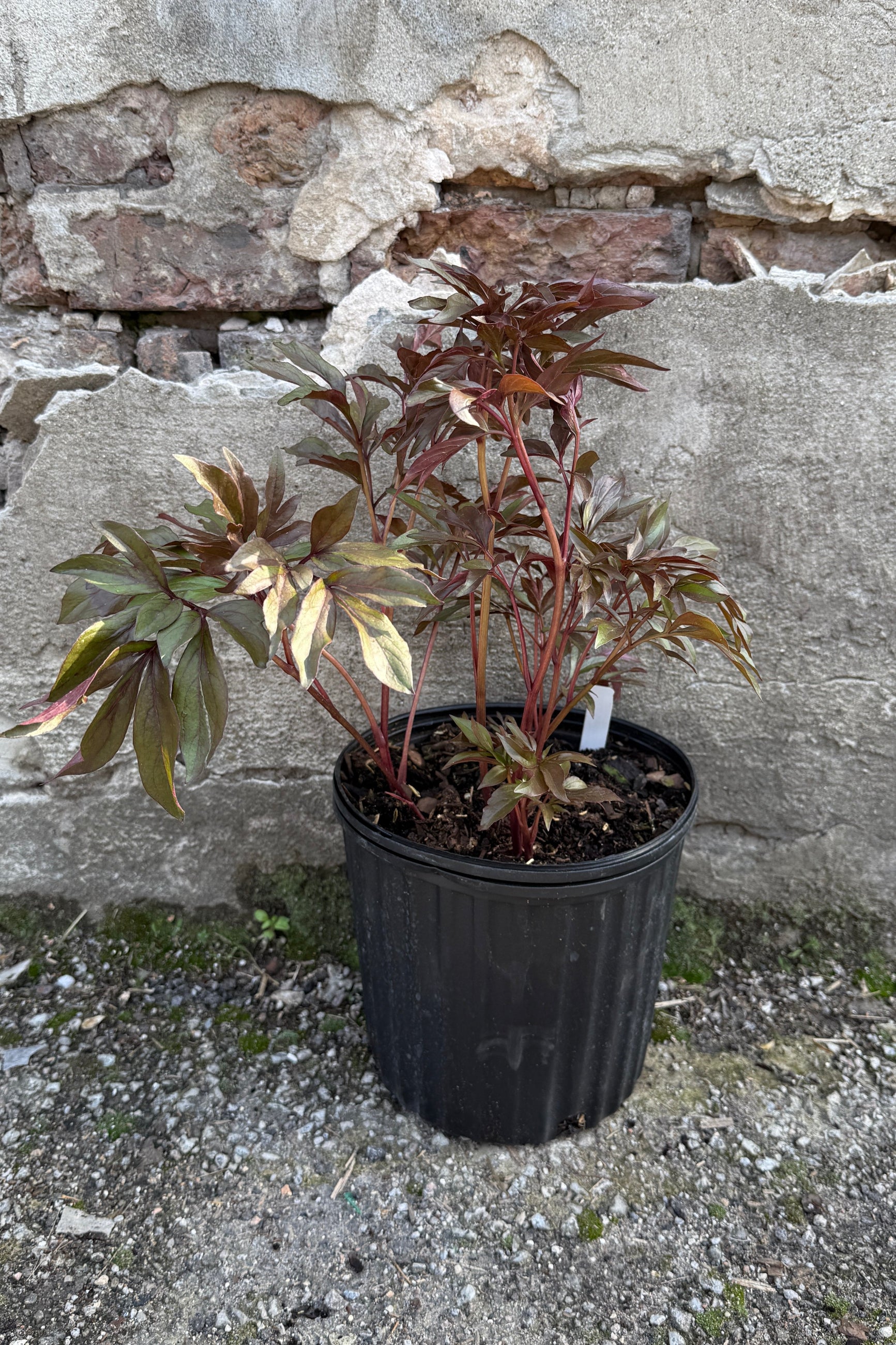 Paeonia 'Edulis Superba in a #2 growers pot showing the rust colored leaves the beginning of May before bud and bloom ©Sprout Home