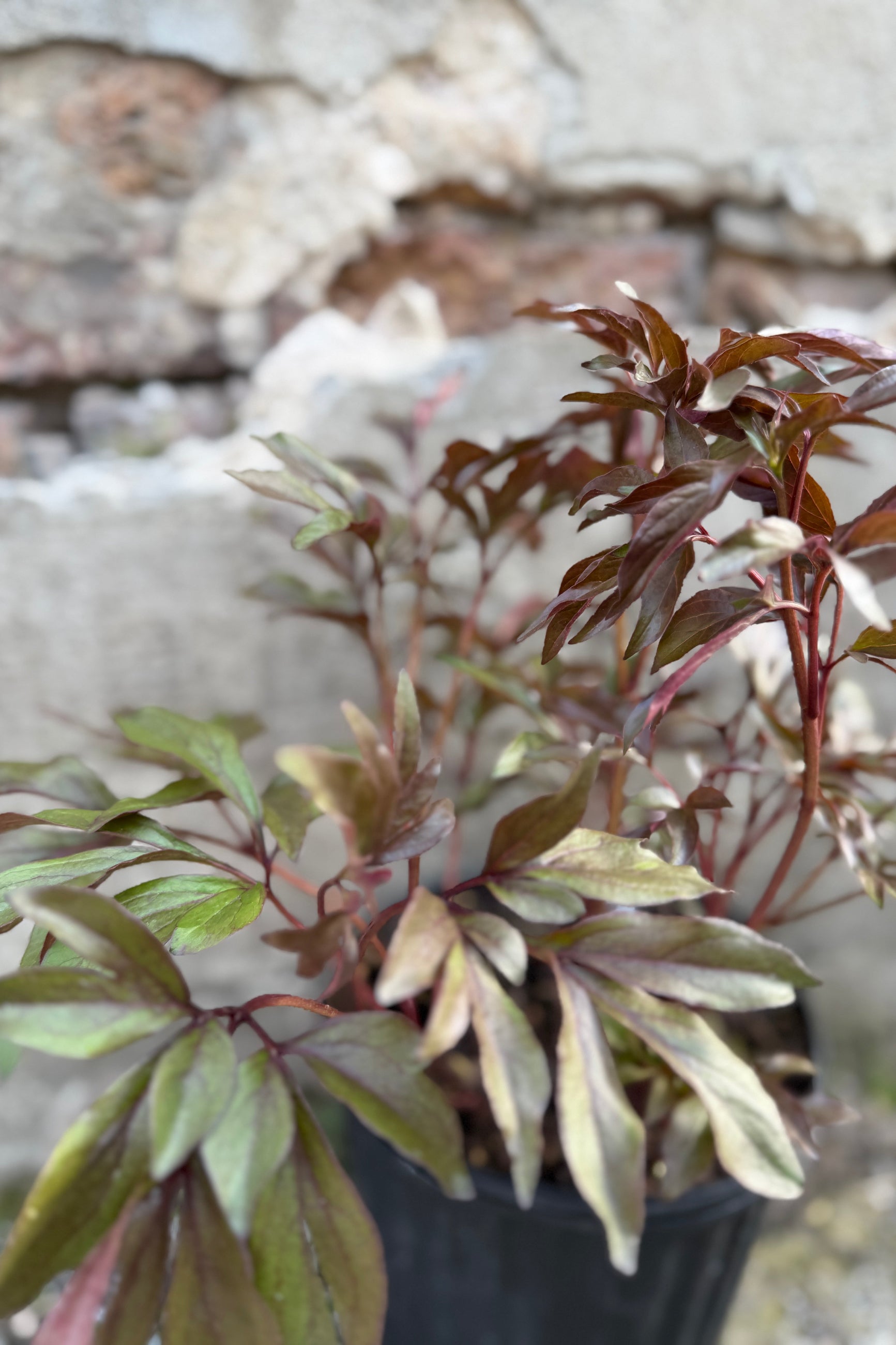 Paeonia 'Edulis Superba up close showing the rust colored leaves the beginning of May before bud and bloom ©Sprout Home