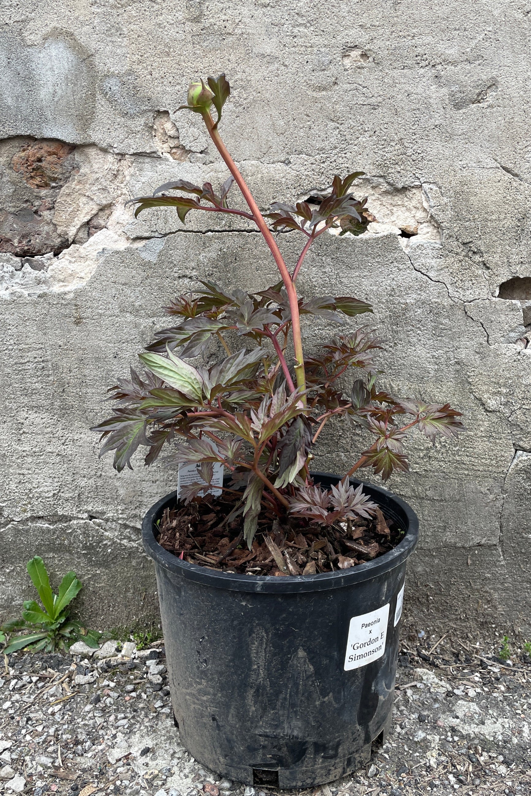 Paeonia 'Gorden E. Simonson' in a #3 growers pot the end of April at Sprout Home. ©Sprout Home
