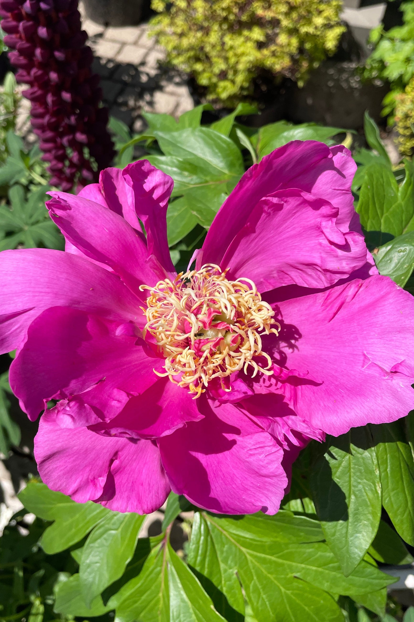 Paeonia x 'Gordon E. Simonson' in the middle of May showing a huge open fuchsia bloom in the Sprout Home yard. ©Sprout Home