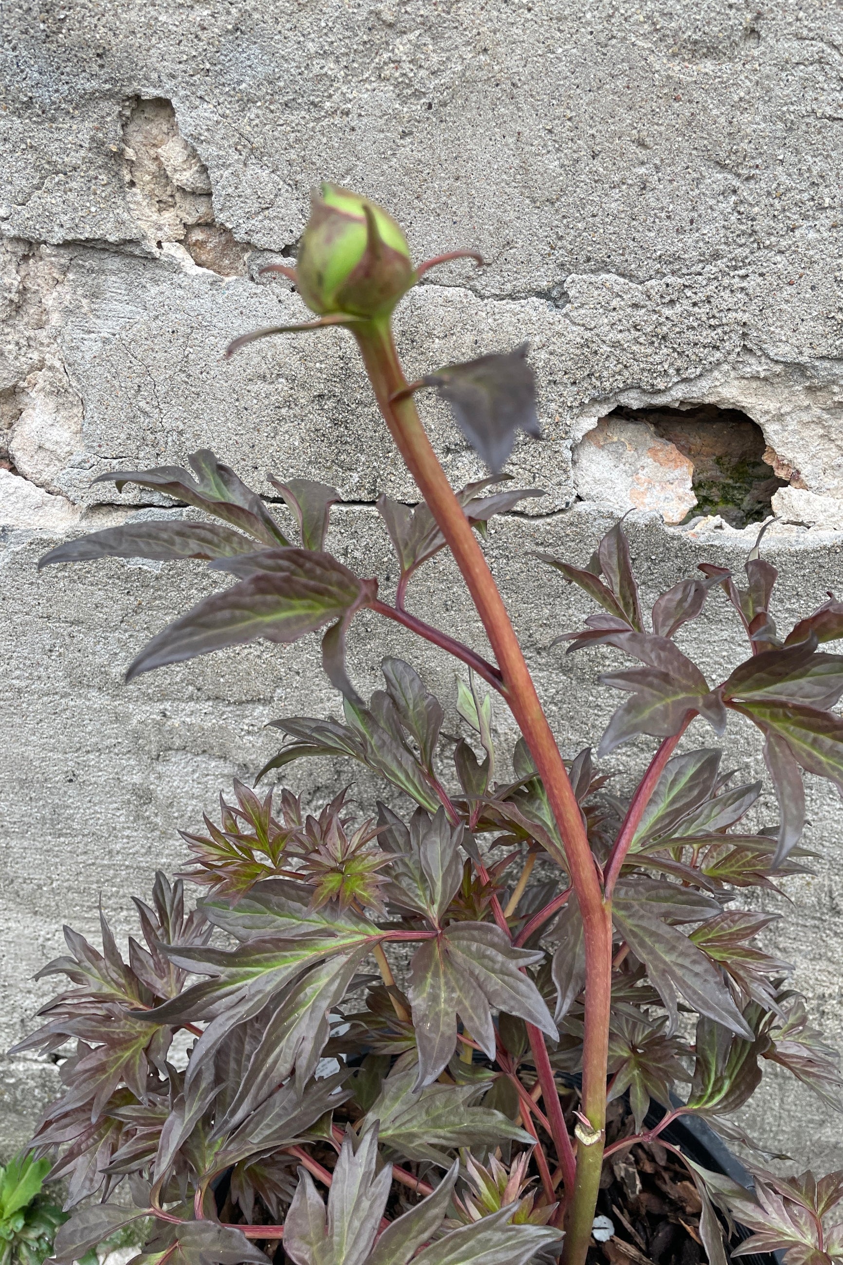 The dark spring leaves and bud in April of the Paeonia 'Gordon E. Simonson' plant against a concrete wall. ©Sprout Home