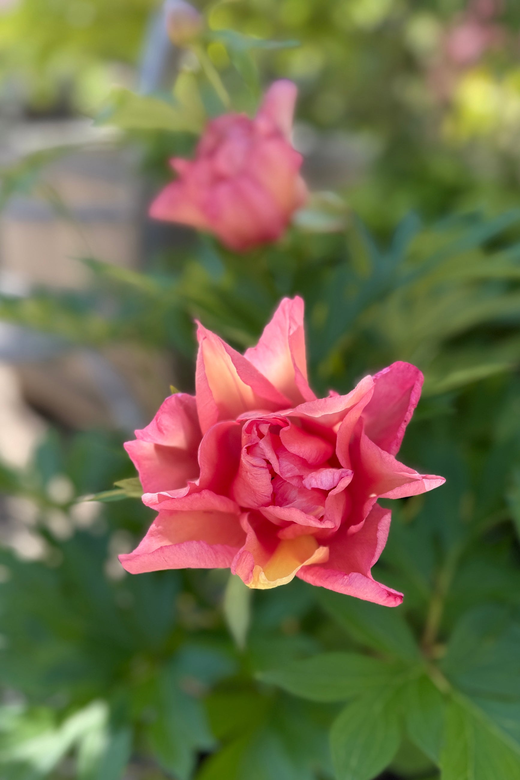 Itoh Paeonia x 'Julia Rose' flower opening up in May ©Sprout Home