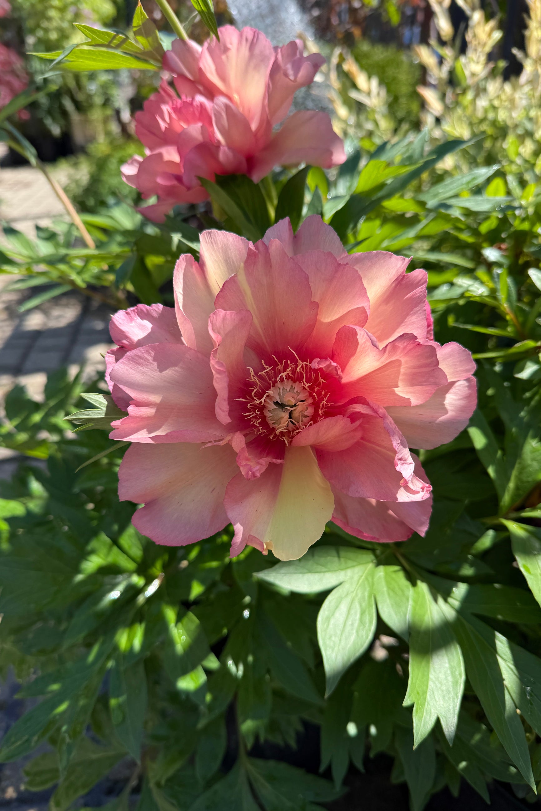 Itoh Paeonia x 'Julia Rose' flowers in May ©Sprout Home