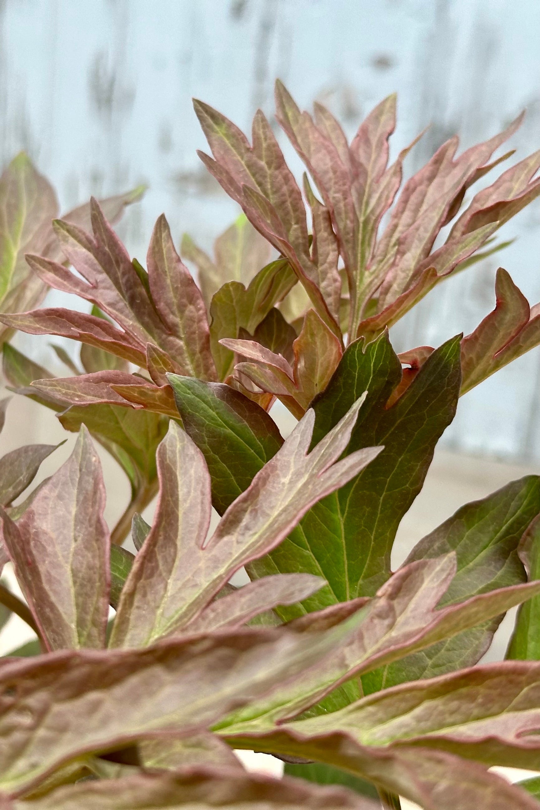 The auburn fraed copper to green leaves of the Paeonia 'Julia Rose' the end of April before blooming. ©Sprout Home