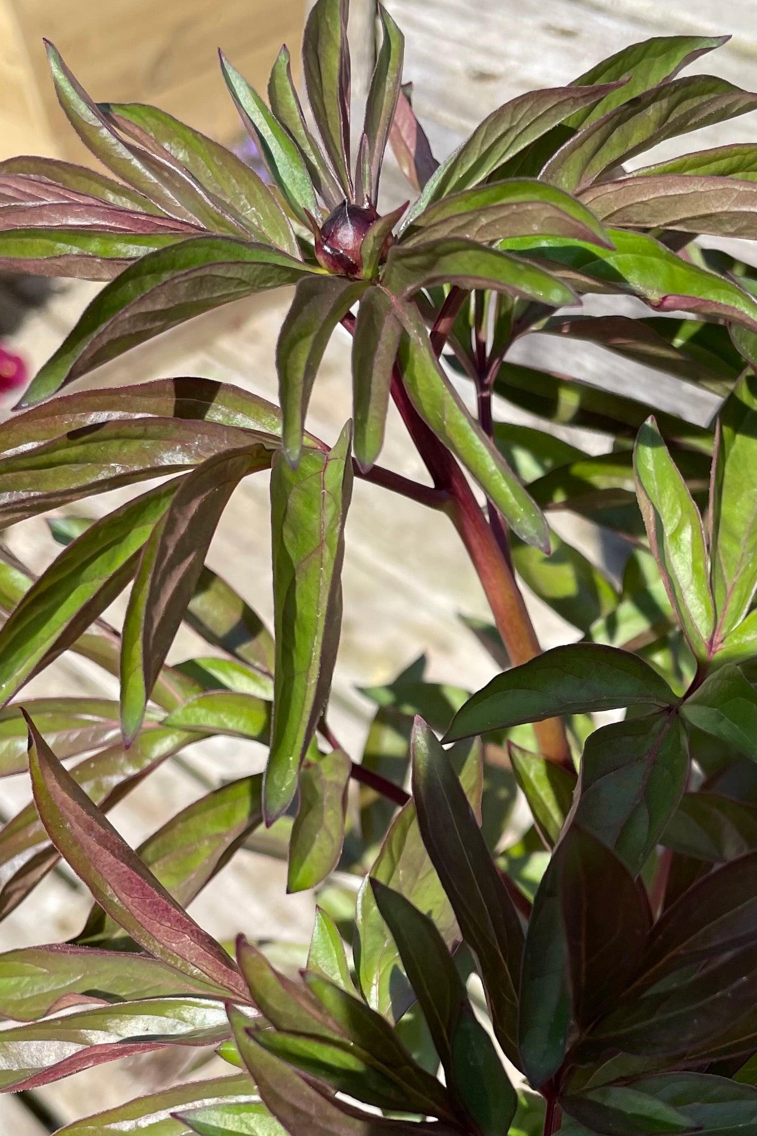 Paeonia 'Kansas' showing the leaves and beginning buds the beginning of May at Sprout Home. ©Sprout Home