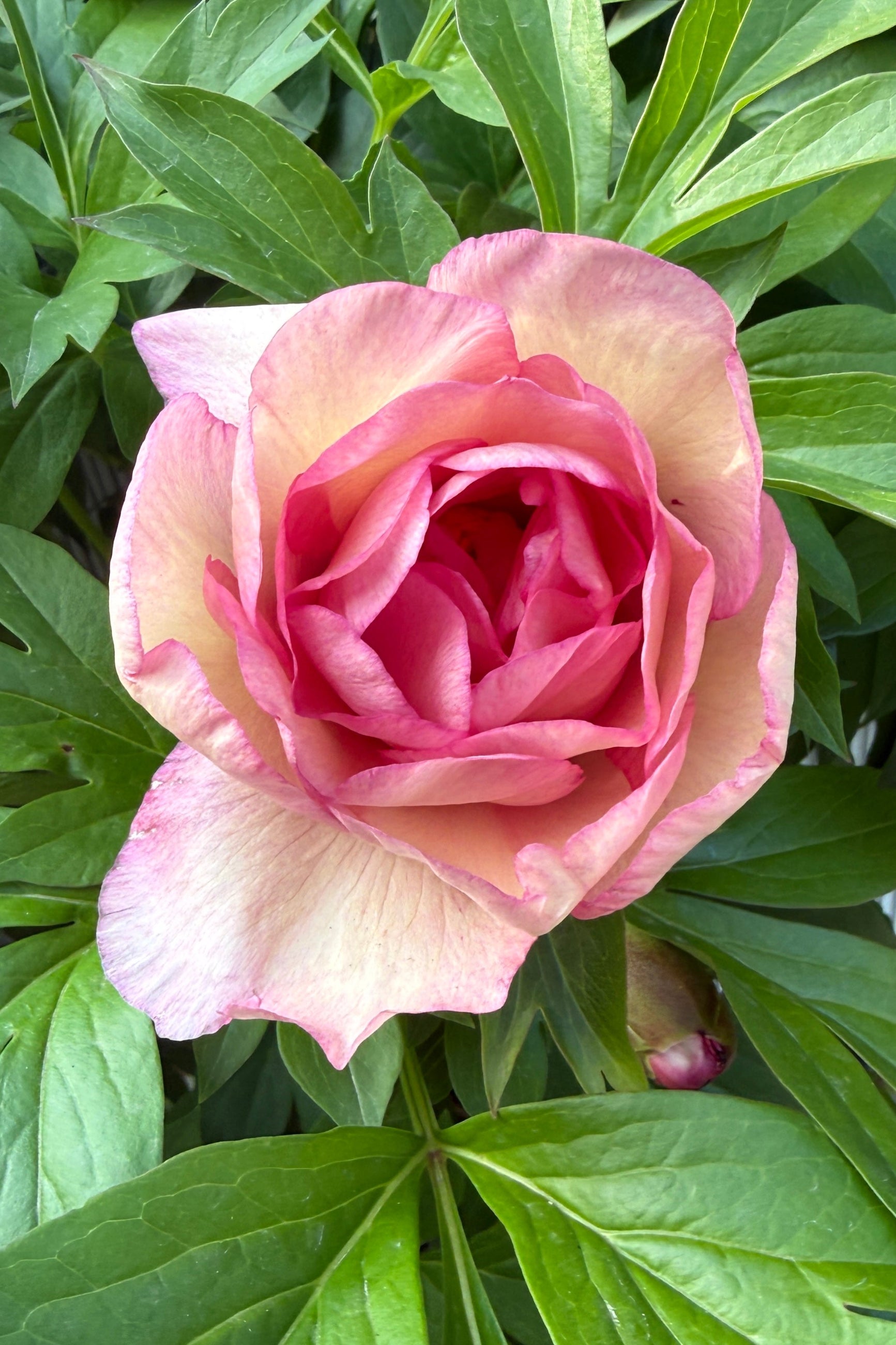 Paeonia x 'Scrumdidleumptious' open bloom the middle of May ©Sprout Home