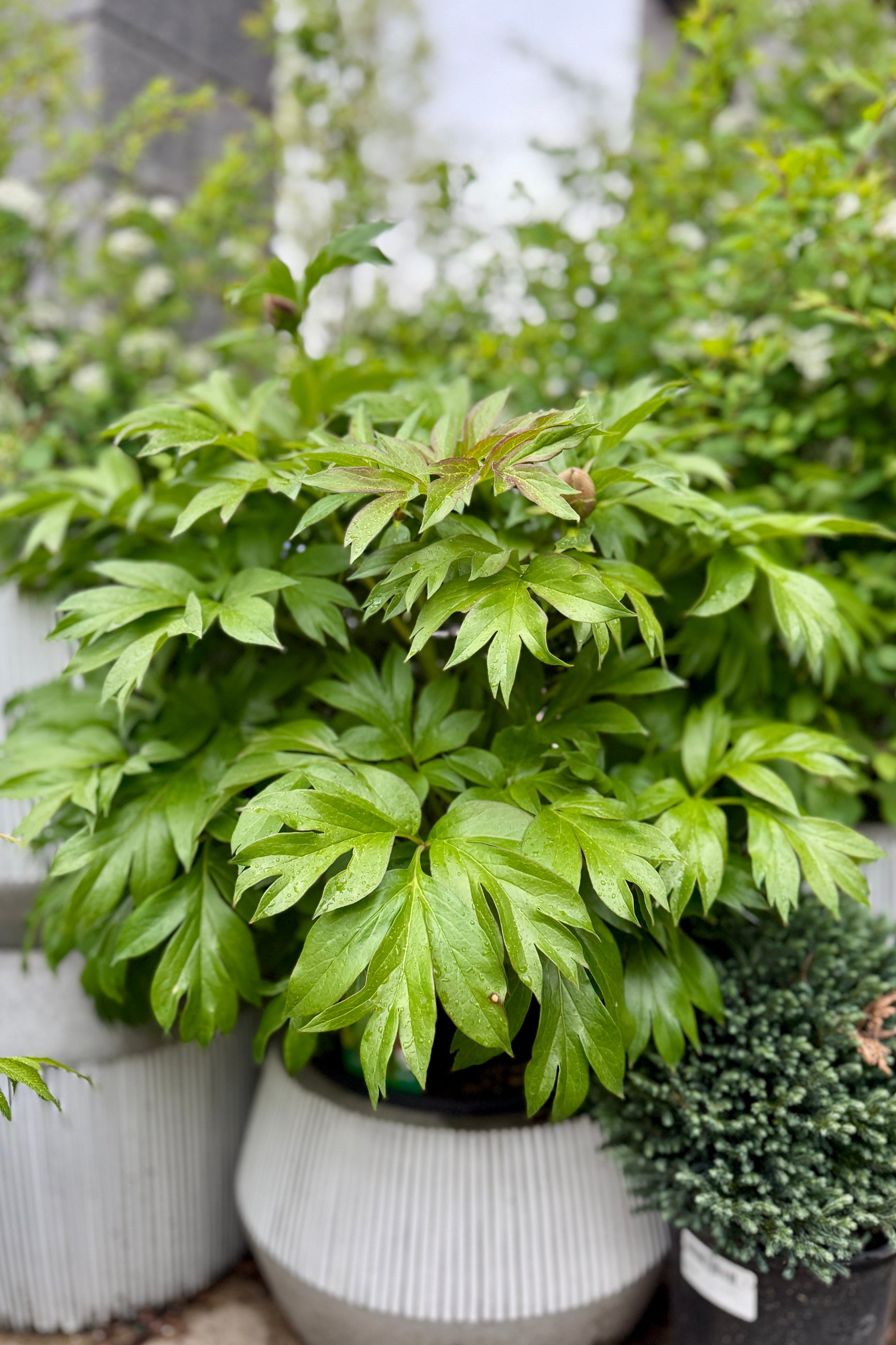 Potted Paeonia x 'Scrumdidleumptious' in white pots with a blurred background in the beginning of May ©Sprout Home