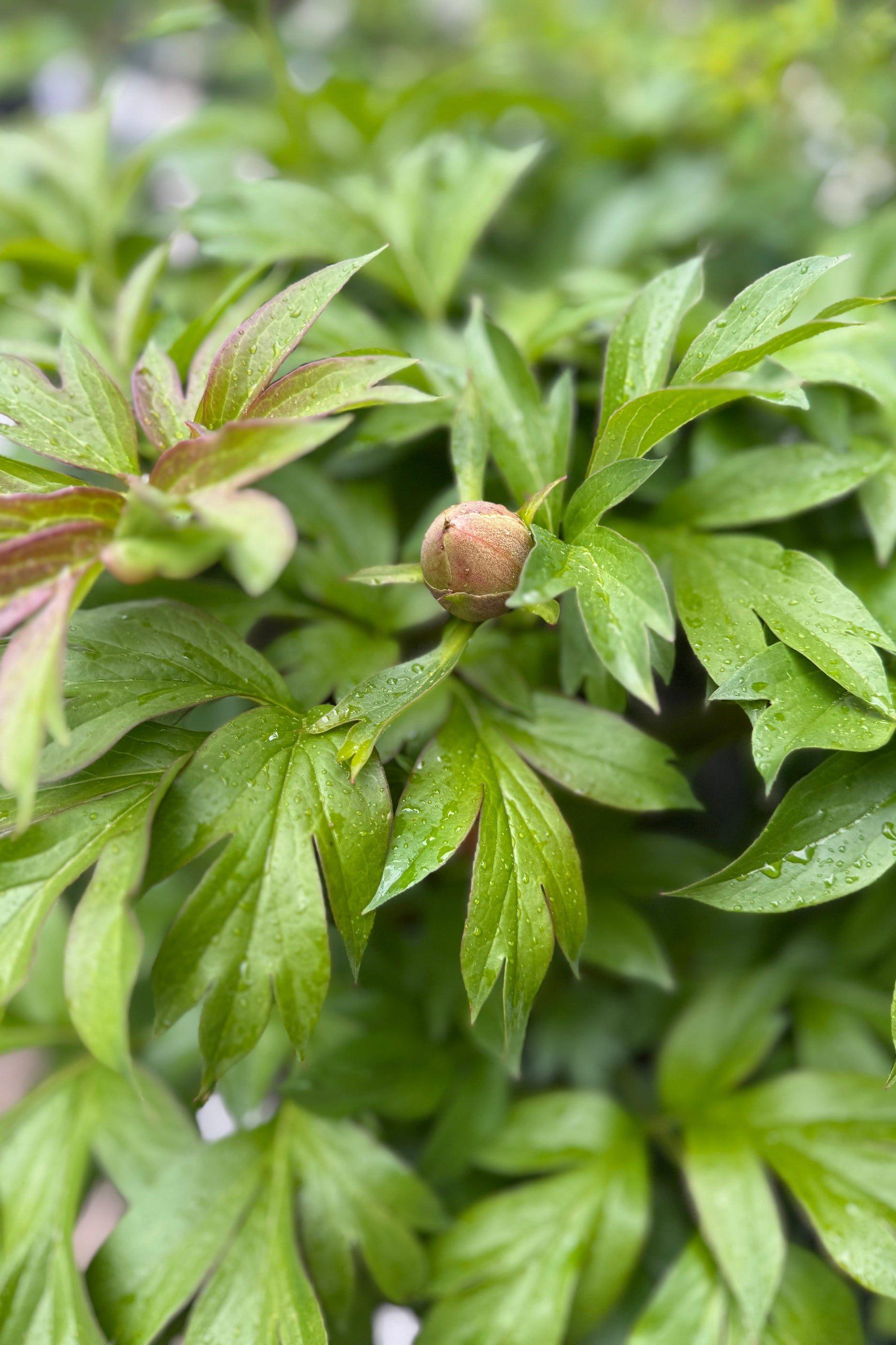 Close-up of a Paeonia x 'Scrumdidleumptious' peony flower bud the beginning of May surrounded by green leaves with water droplets. ©Sprout Home