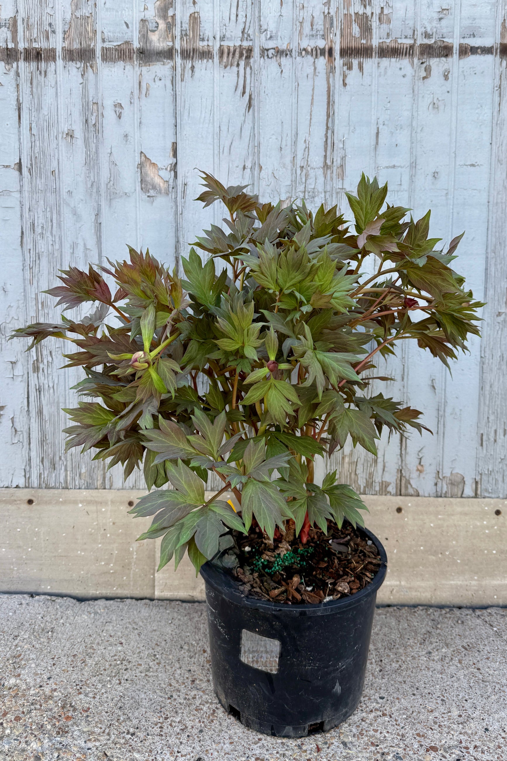 Paeonia x 'Sequestered Sunshine' in a #3 growers pot with green leaves in front of a wooden fence ©Sprout Home