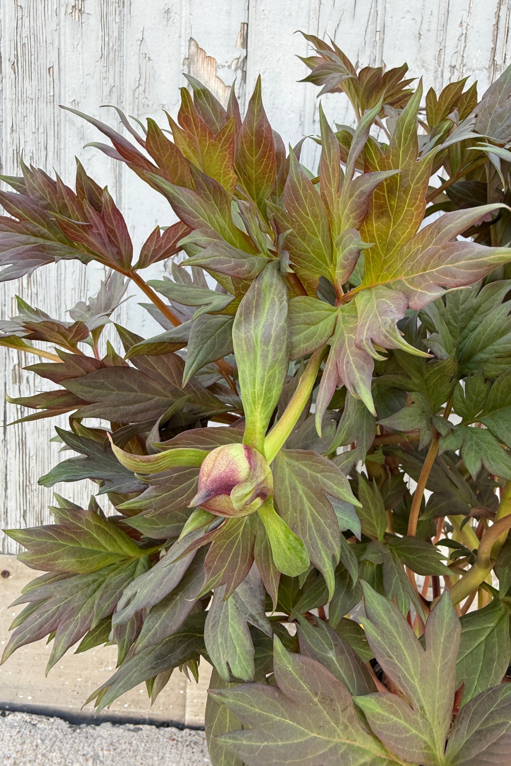 Paeonia x 'Sequestered Sunshine' showing the closed bud the end of April ©Sprout Home