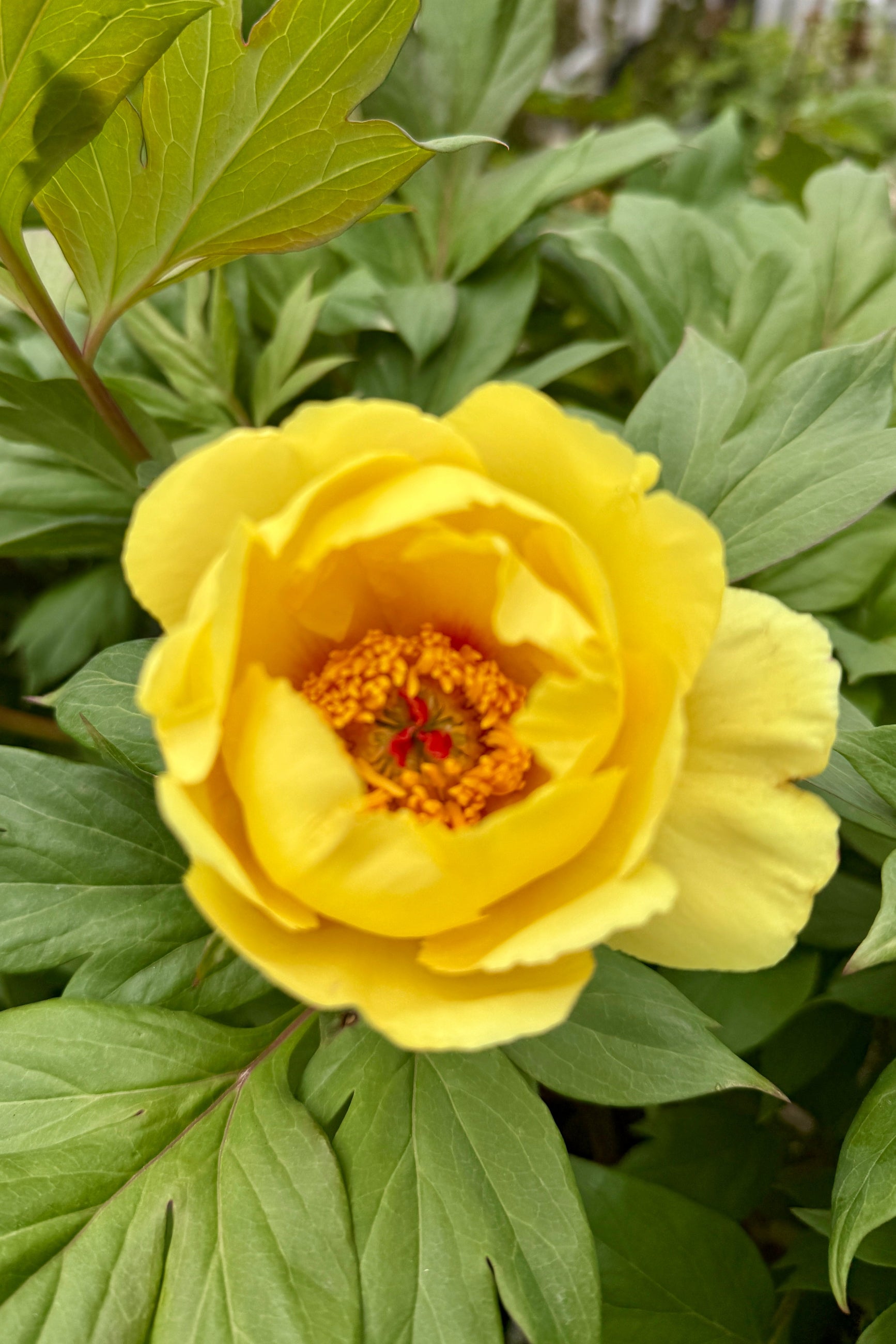 Paeonia x 'Sequestered Sunshine' open yellow flower the beginning of April ©Sprout Home