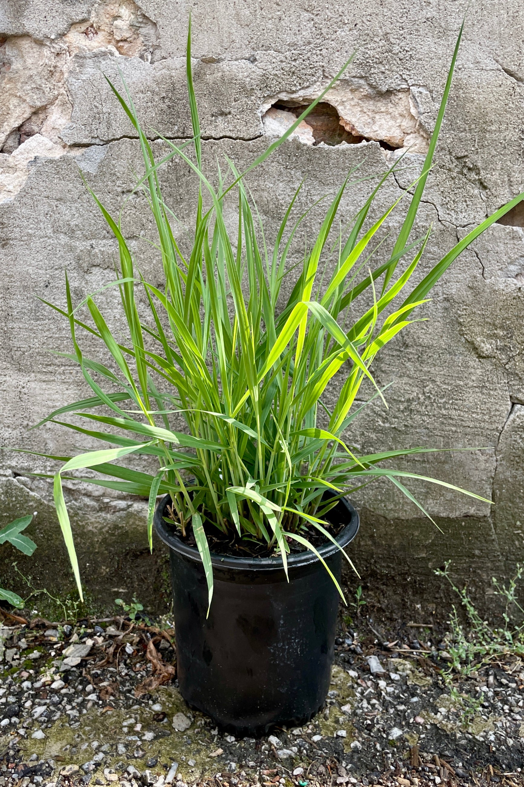 Panicum 'Heavy Metal' in a #1 growers pot the end of May with its fresh growth against a concrete wall. ©Sprout Home
