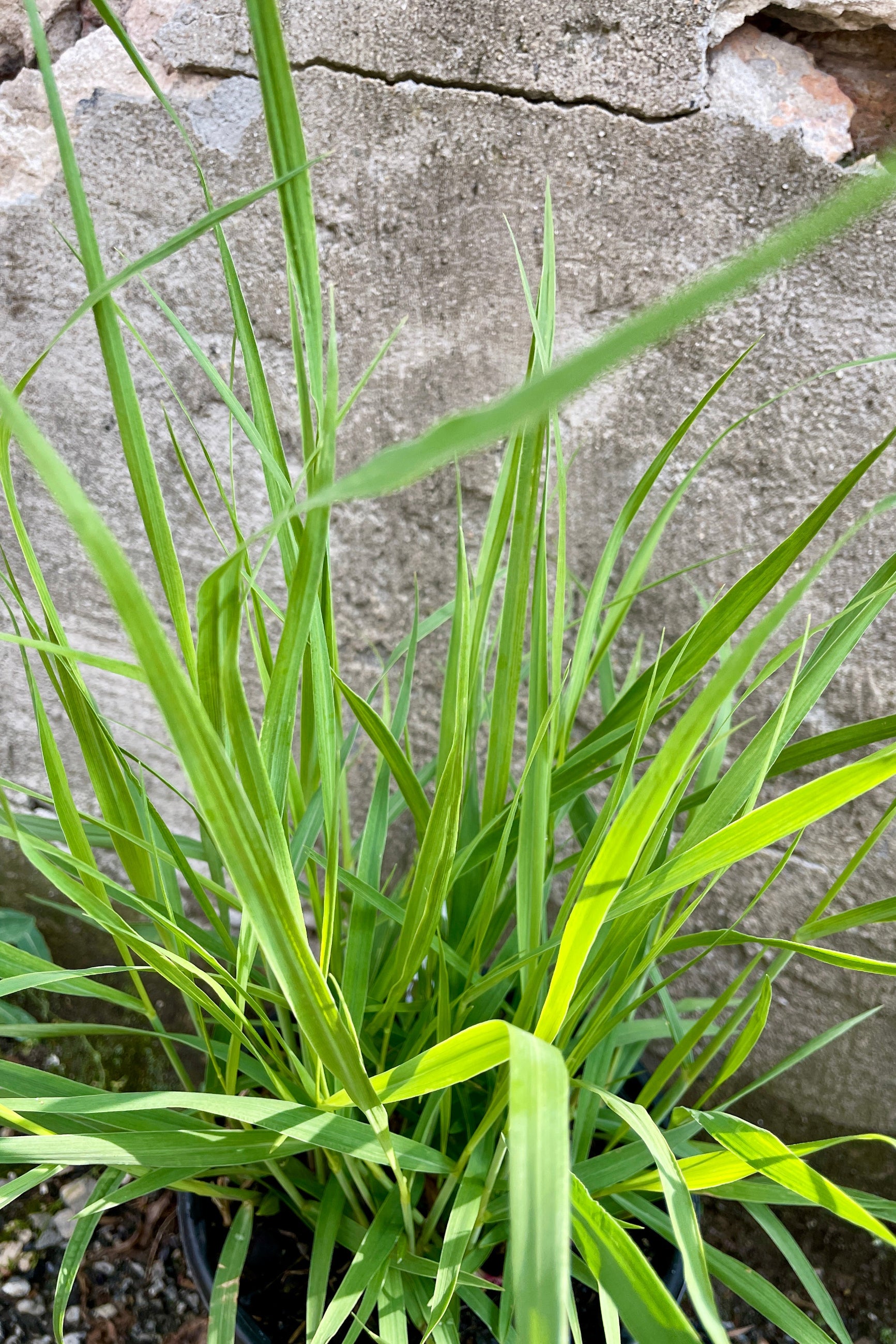 Up close detail of the thick new blades of Panicum 'Heavy Metal' the end of May.©Sprout Home
